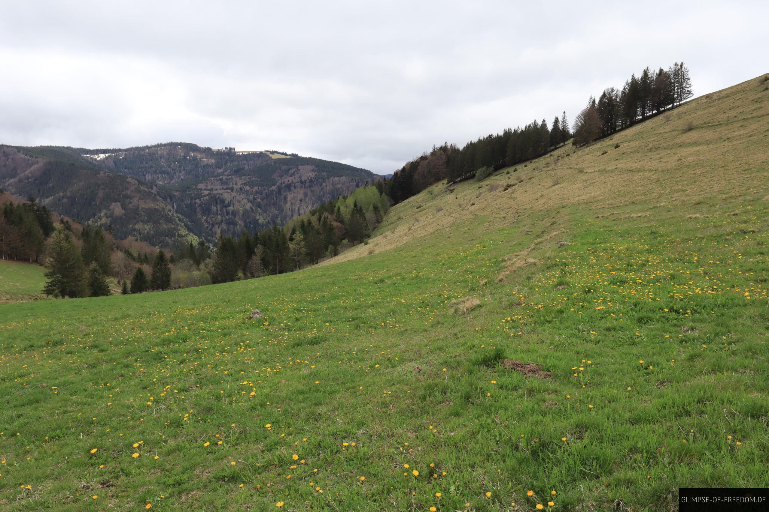 Hinterwaldkopf Huegel und Weiden