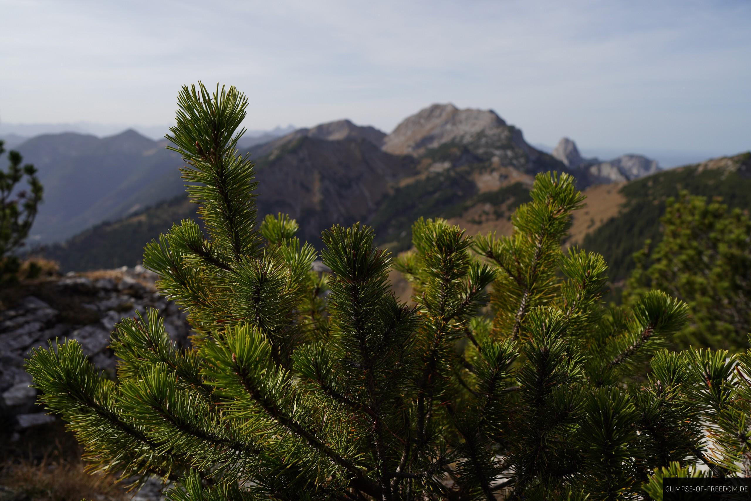 Hochplatte im Hintergrund Latschen im Vordergrund Hochplatte im Hintergrund Latschen im Vordergrund
