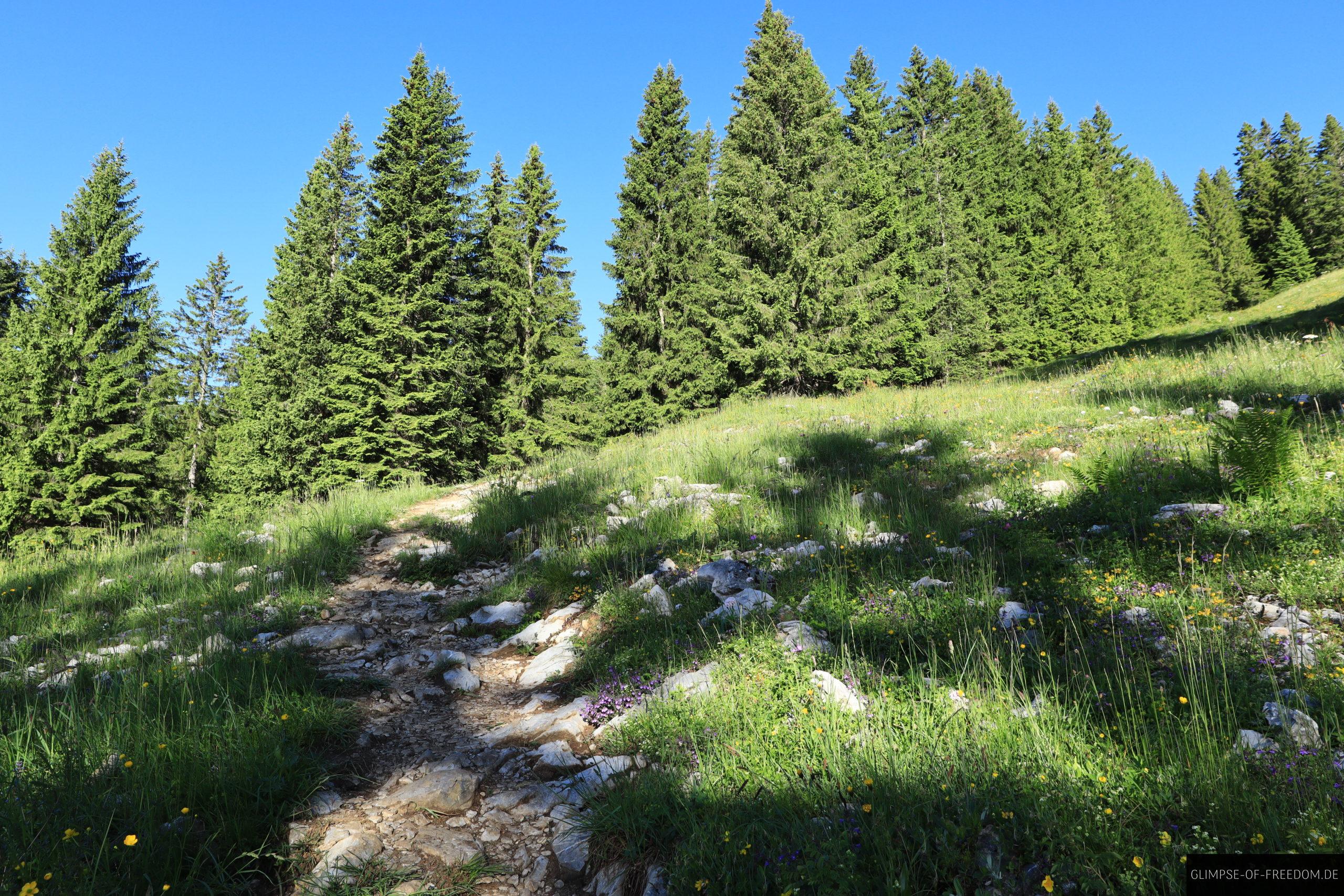 Hoher Ifen Wanderung durch Wiesen und Stein scaled Hoher Ifen Wanderung durch Wiesen und Stein