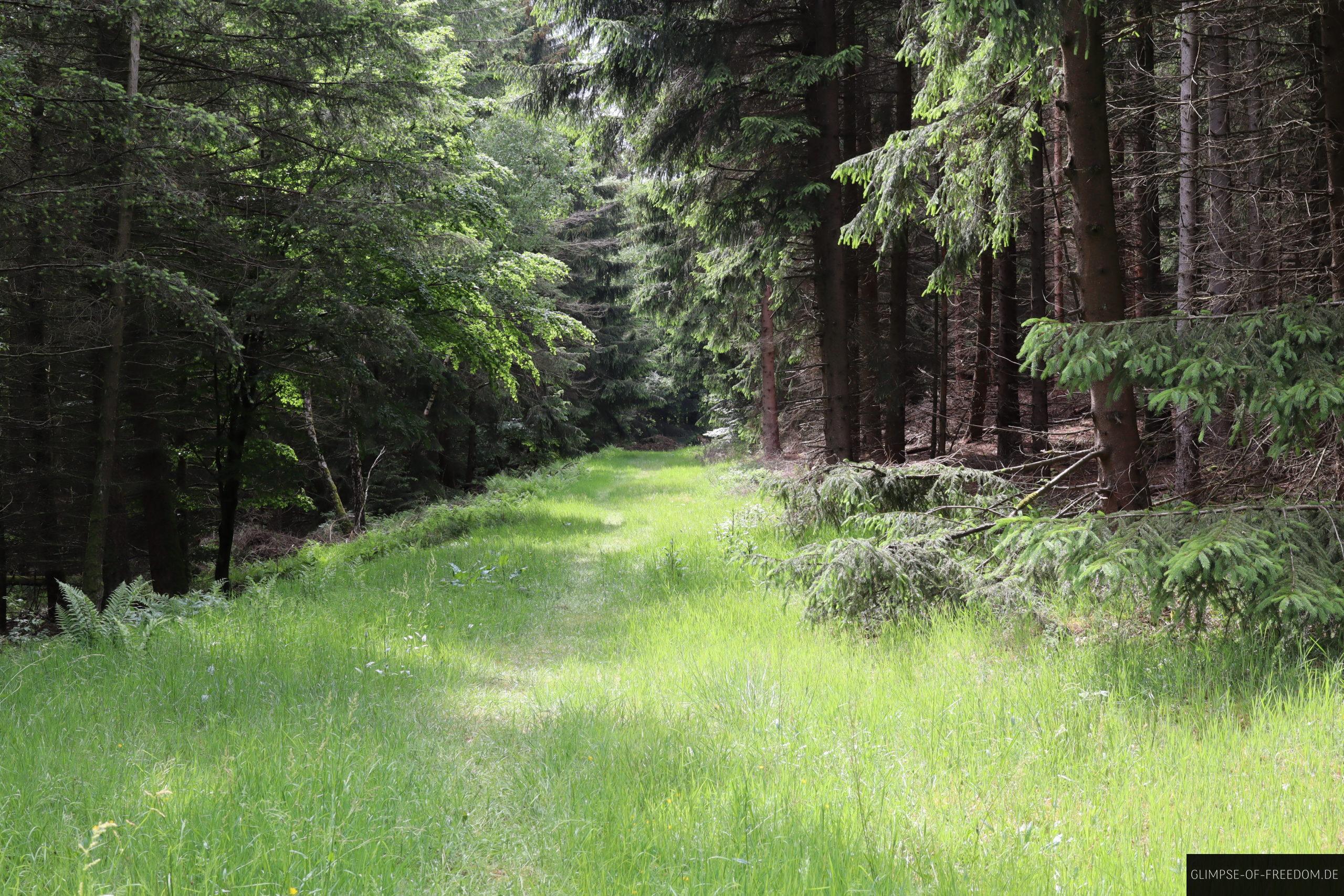 Hoher Meissner Waldwege scaled Hoher Meissner Waldwege
