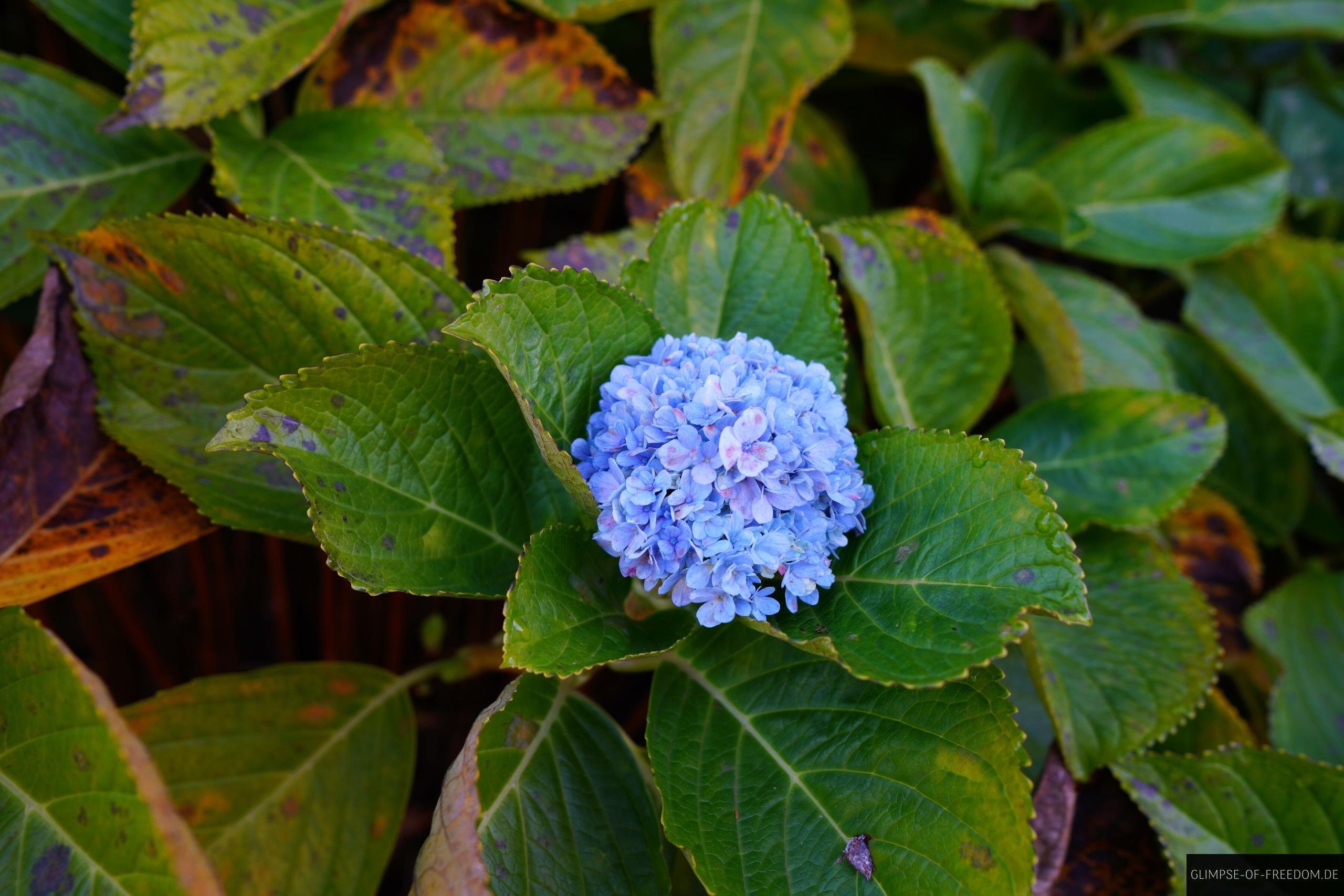 Hortensie auf der Boca do Risco Wanderung Hortensie auf der Boca do Risco Wanderung