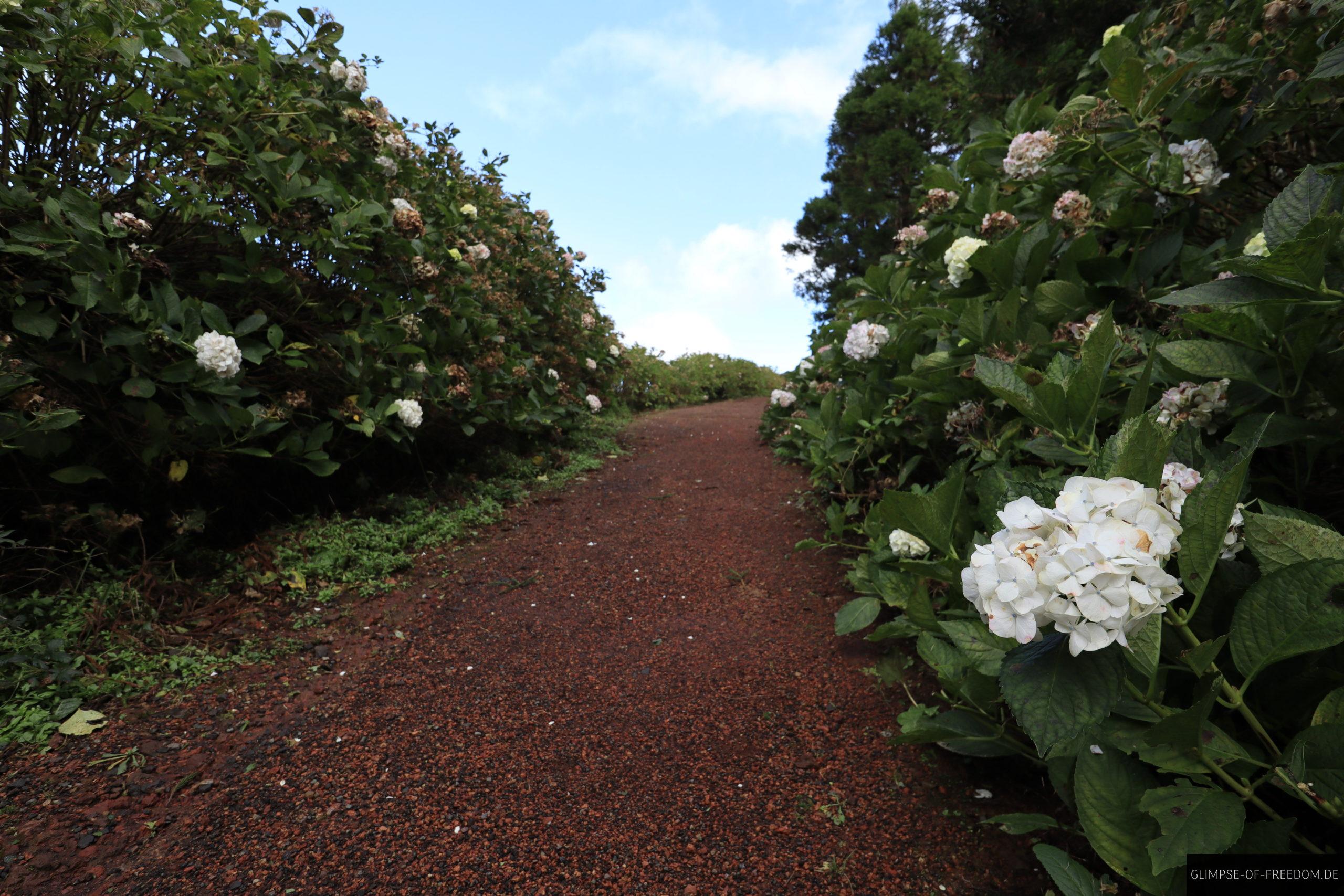 Hortensien auf Sao Miguel scaled Hortensien auf Sao Miguel