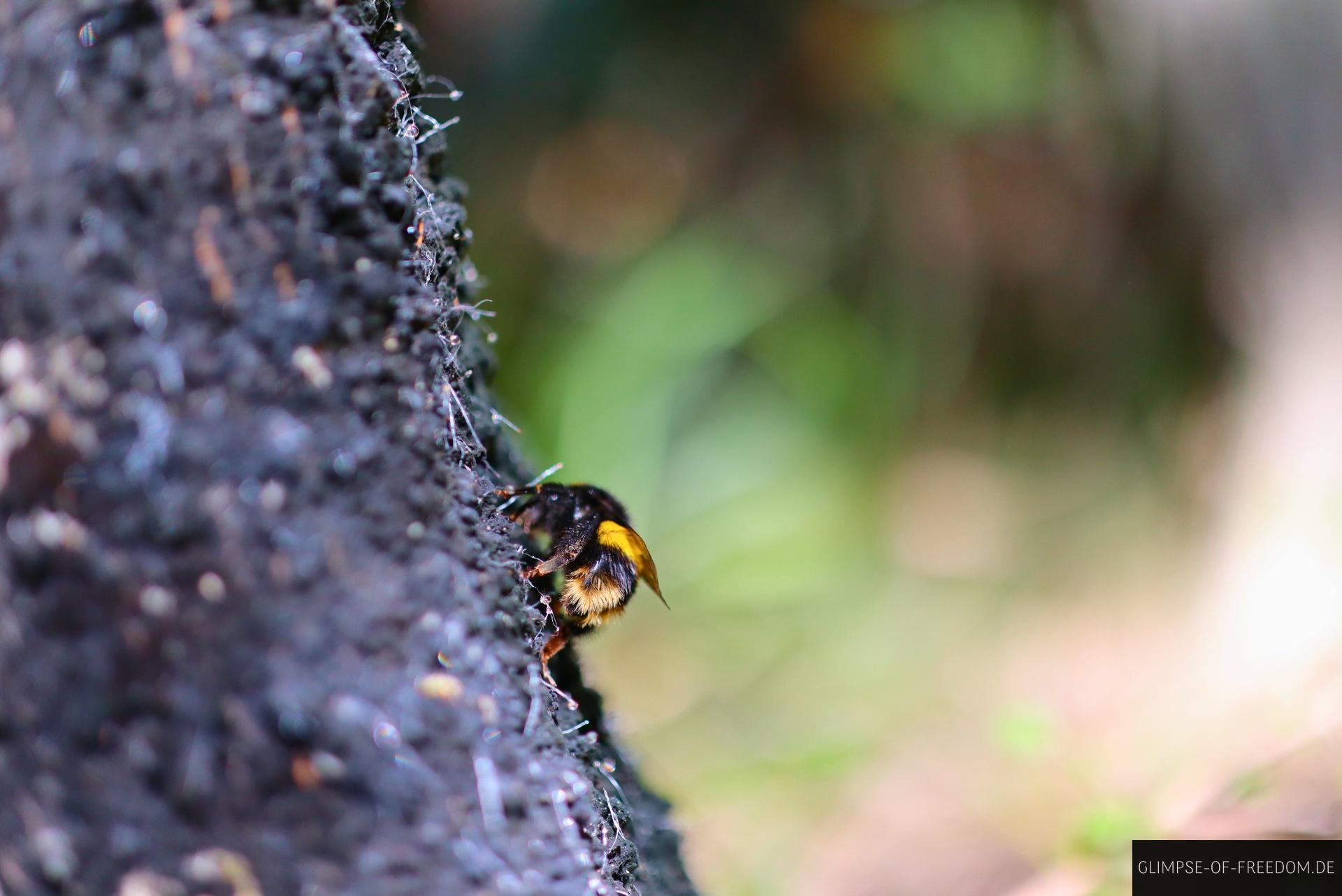 Hummel im Pelorus Bridge Scenic Reserve Hummel im Pelorus Bridge Scenic Reserve