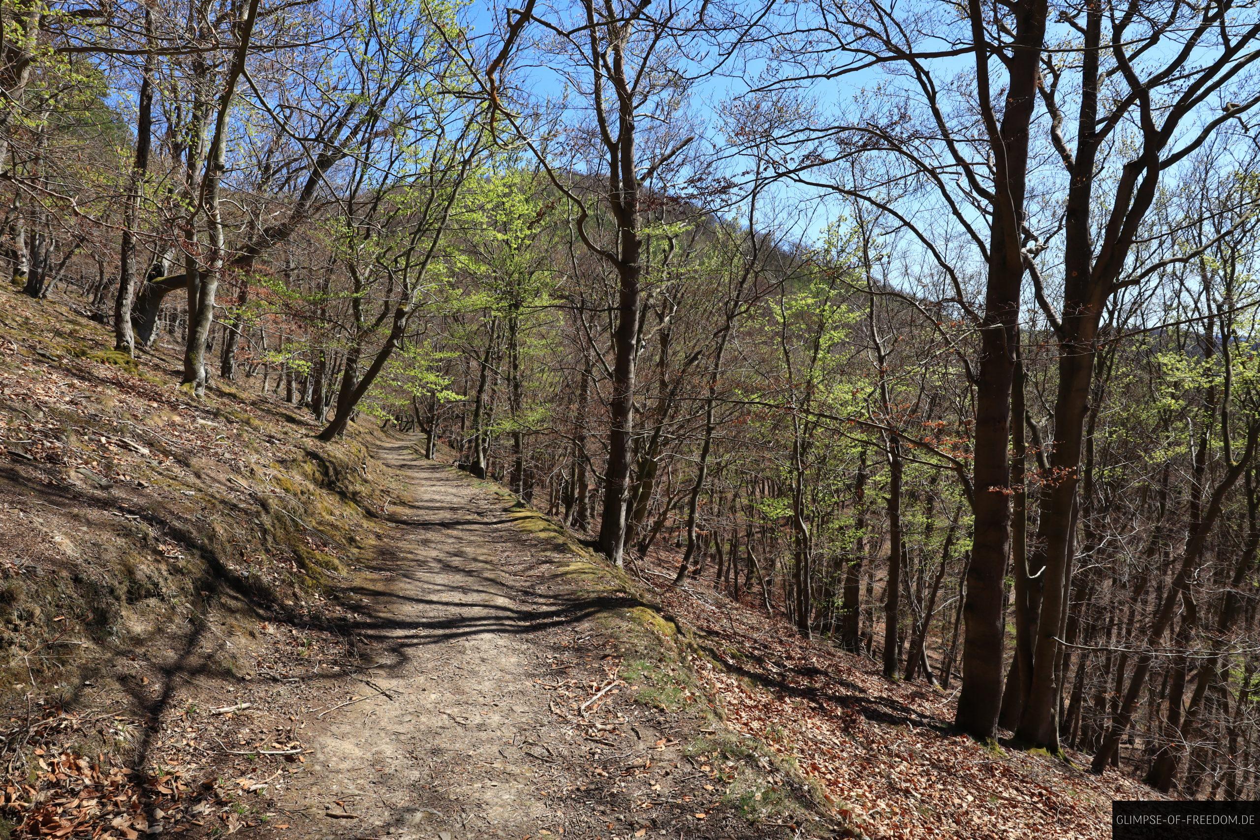 IMG 9995 scaled Idyllischer Wanderweg im Buchenwald