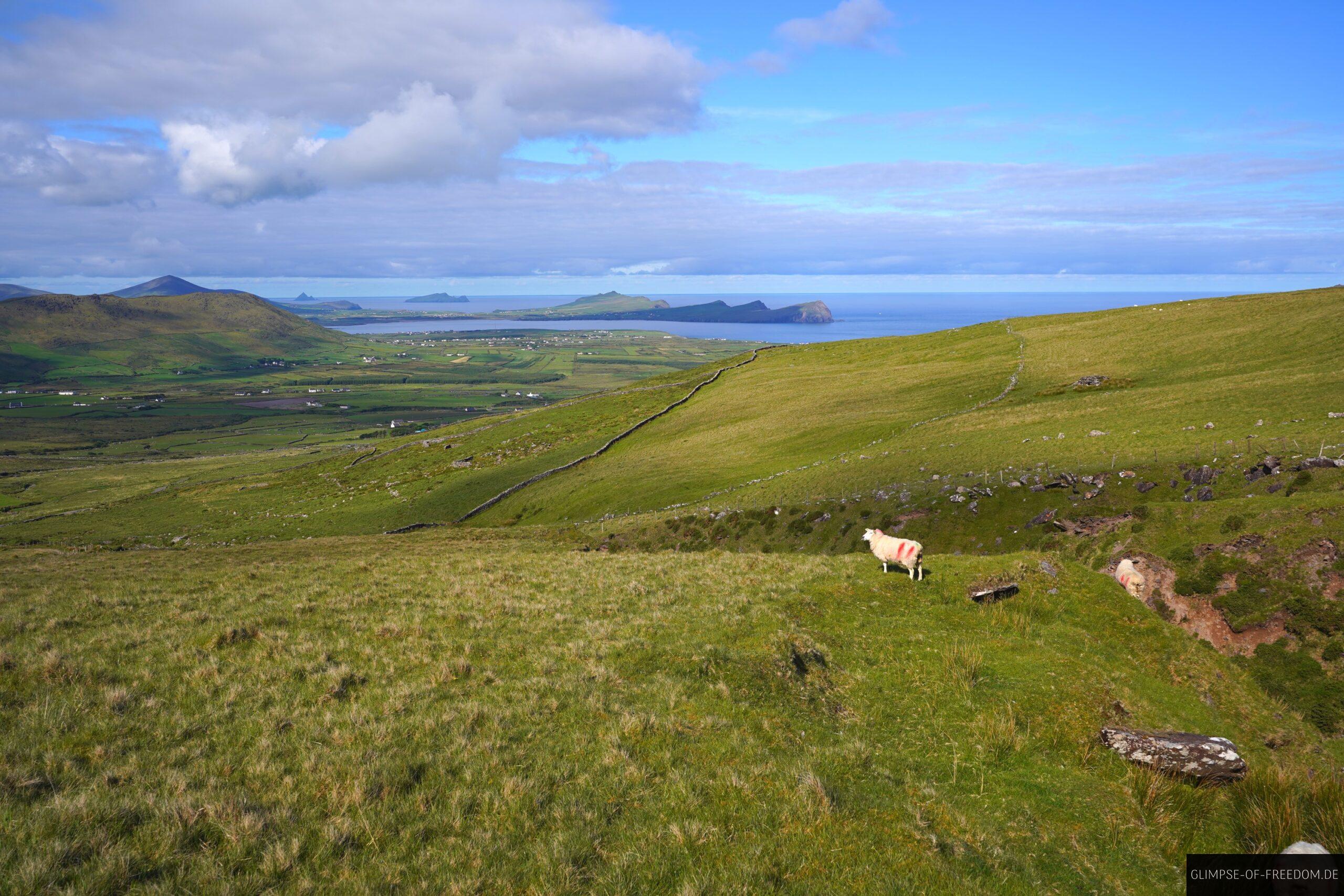 Idyllische Natur am Mount Brandon bei Sonnenschein scaled Idyllische Natur am Mount Brandon bei Sonnenschein