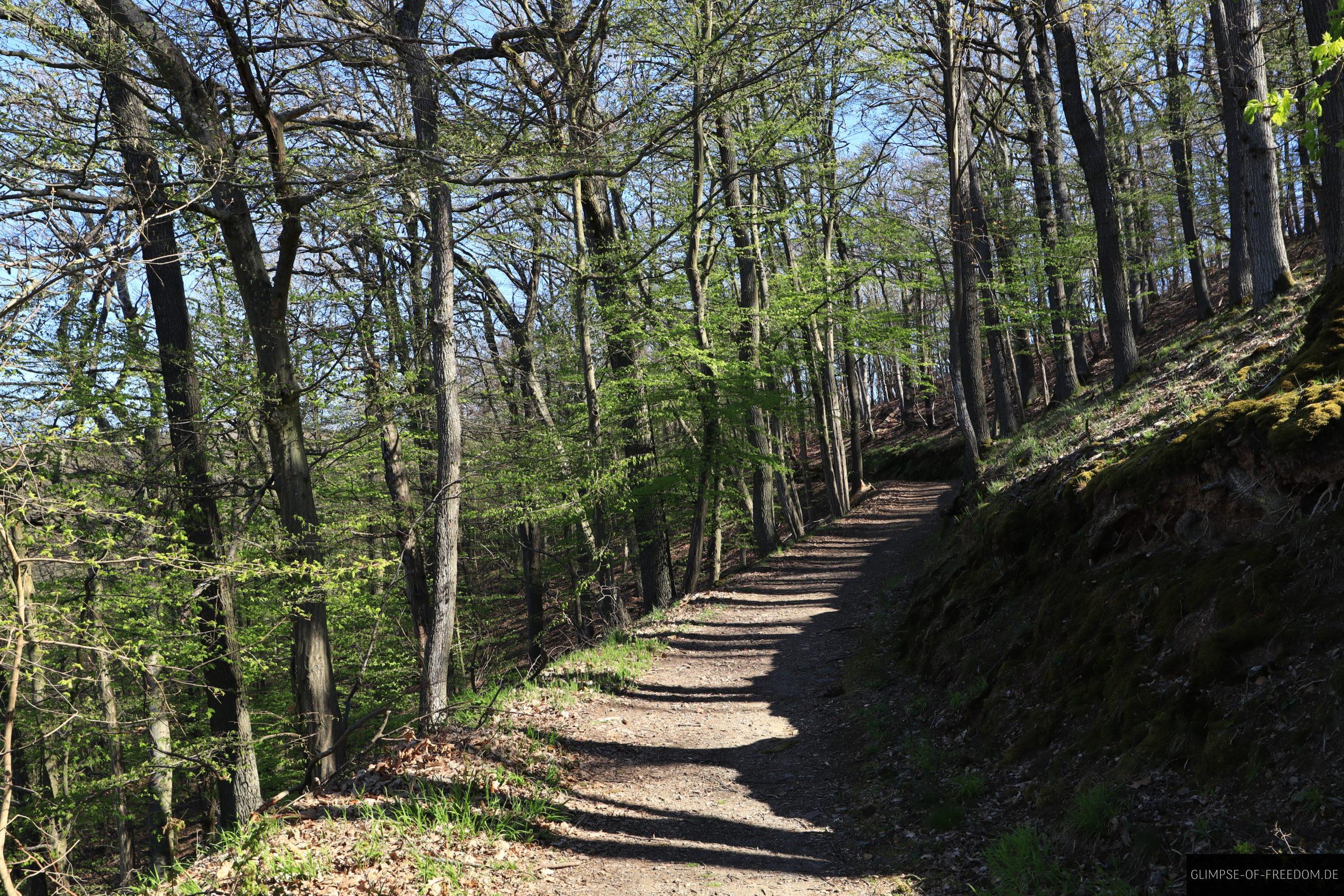 Idyllischer Pfad durch den Buchenwald scaled Idyllischer Pfad durch den Buchenwald