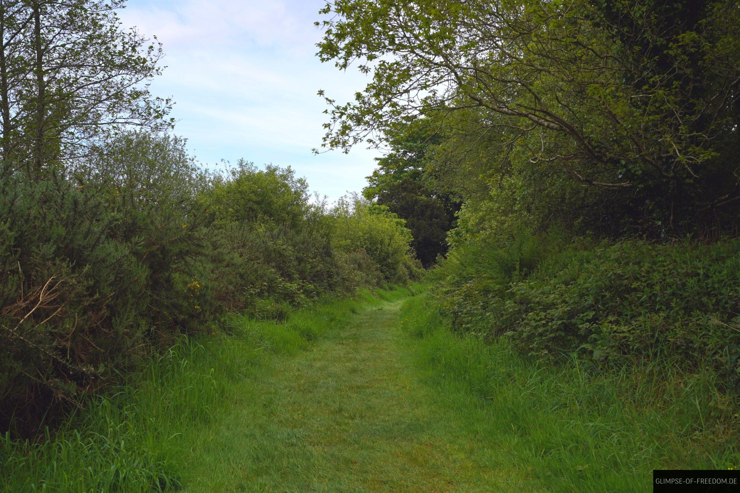 Idyllischer Wald und Wiesenweg scaled Idyllischer Wald und Wiesenweg