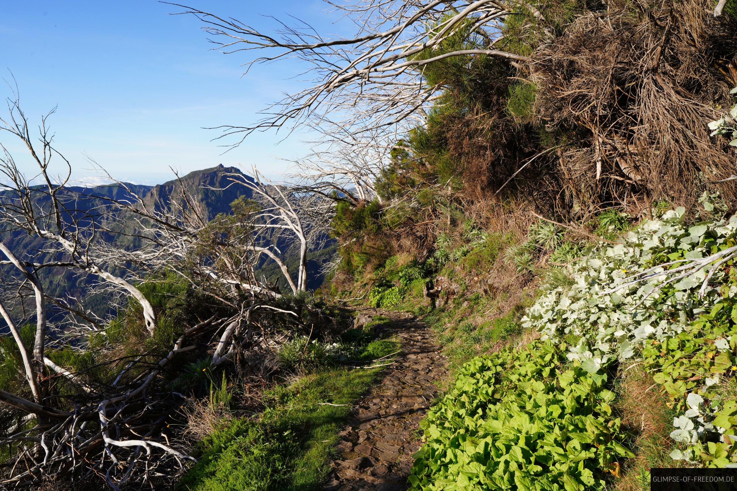 Idyllischer Wanderweg zum Pico do Jorge Madeira Idyllischer Wanderweg zum Pico do Jorge Madeira