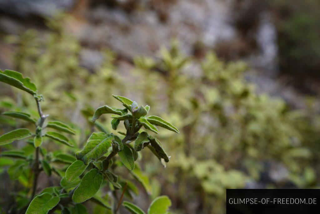 Imbros Schlucht Natur