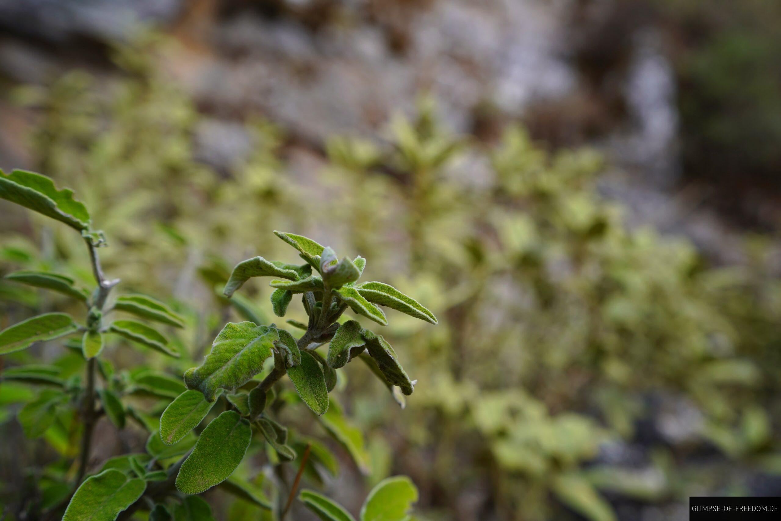 Imbros Schlucht Natur scaled Imbros Schlucht Natur