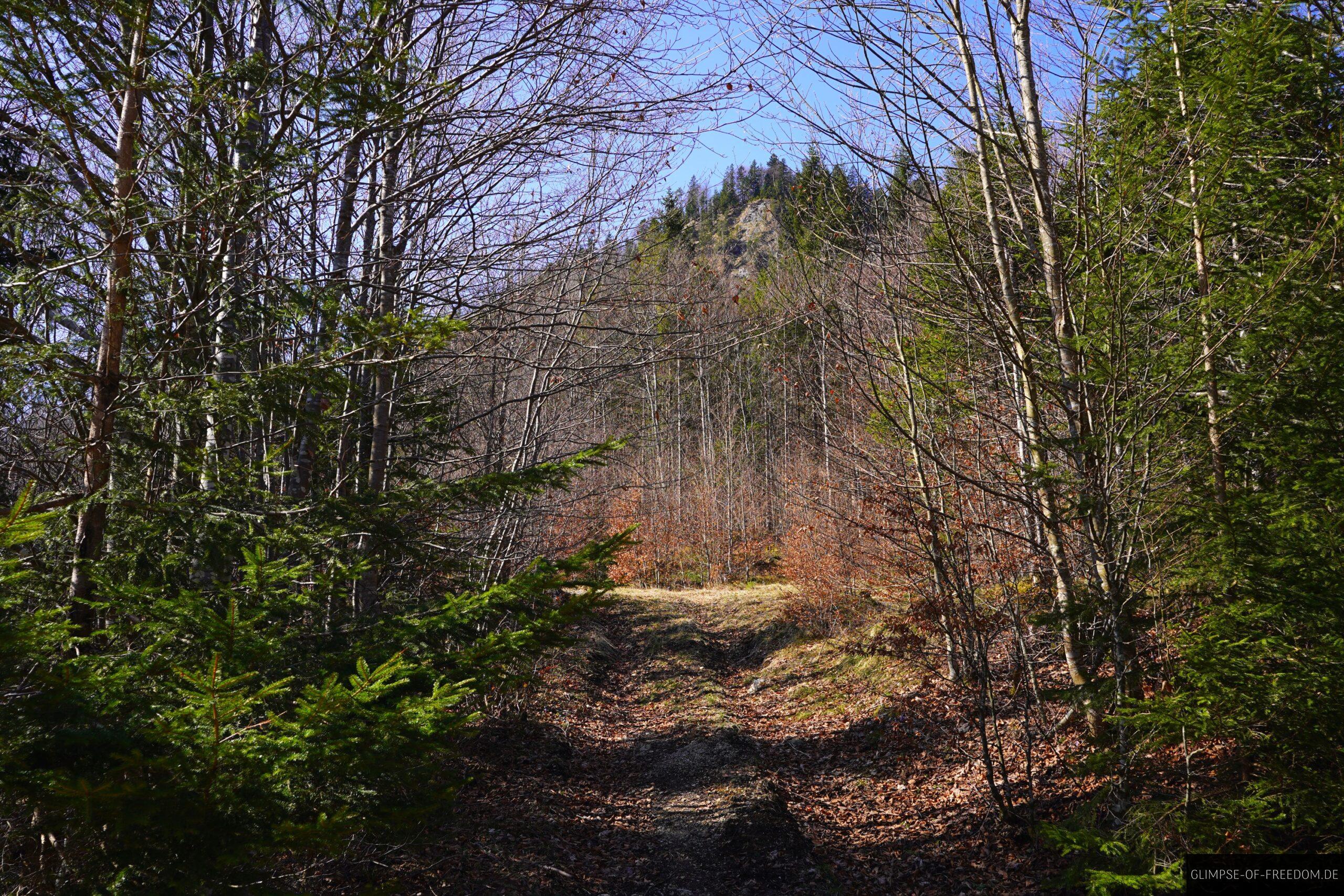 In den Wald mit Krepelschrofen im Blick scaled In den Wald mit Krepelschrofen im Blick