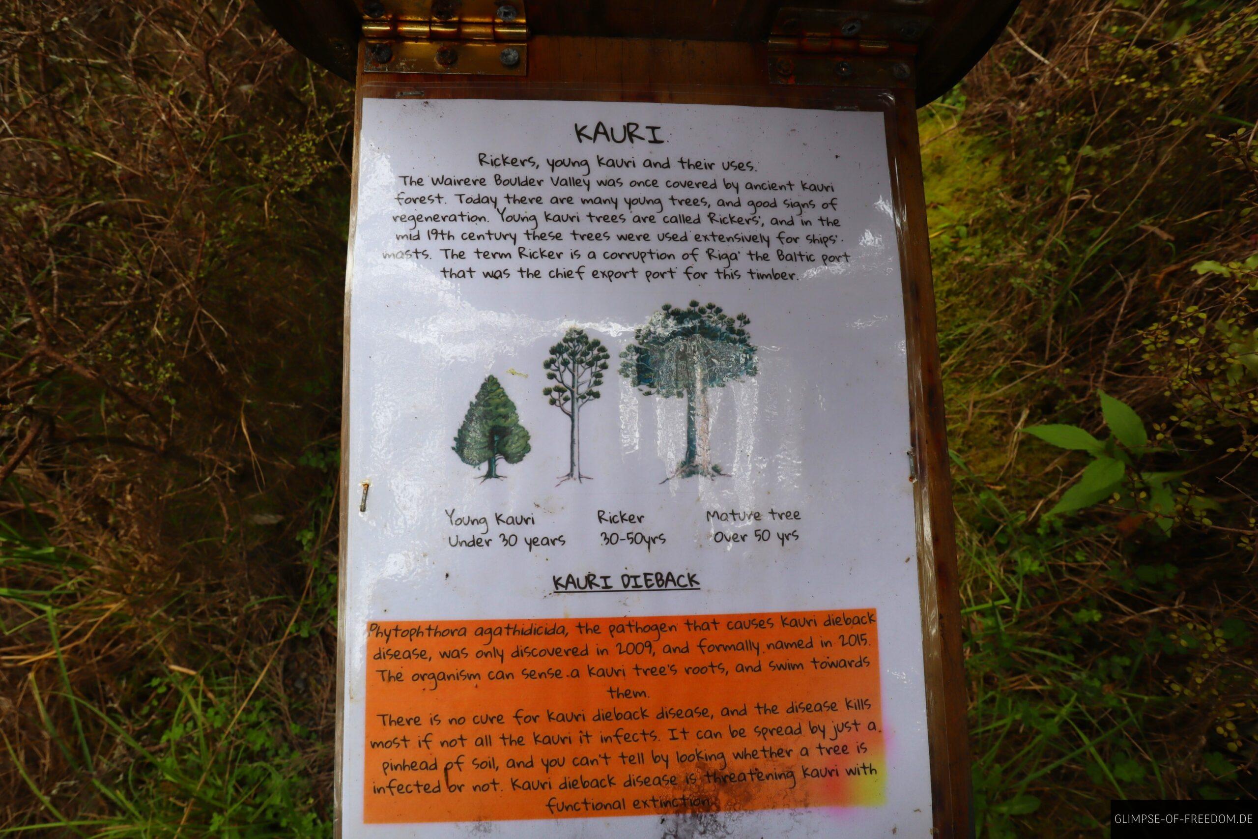 Infotafel zu Kauri Baeumen scaled Infotafel zu Kauri Bäumen