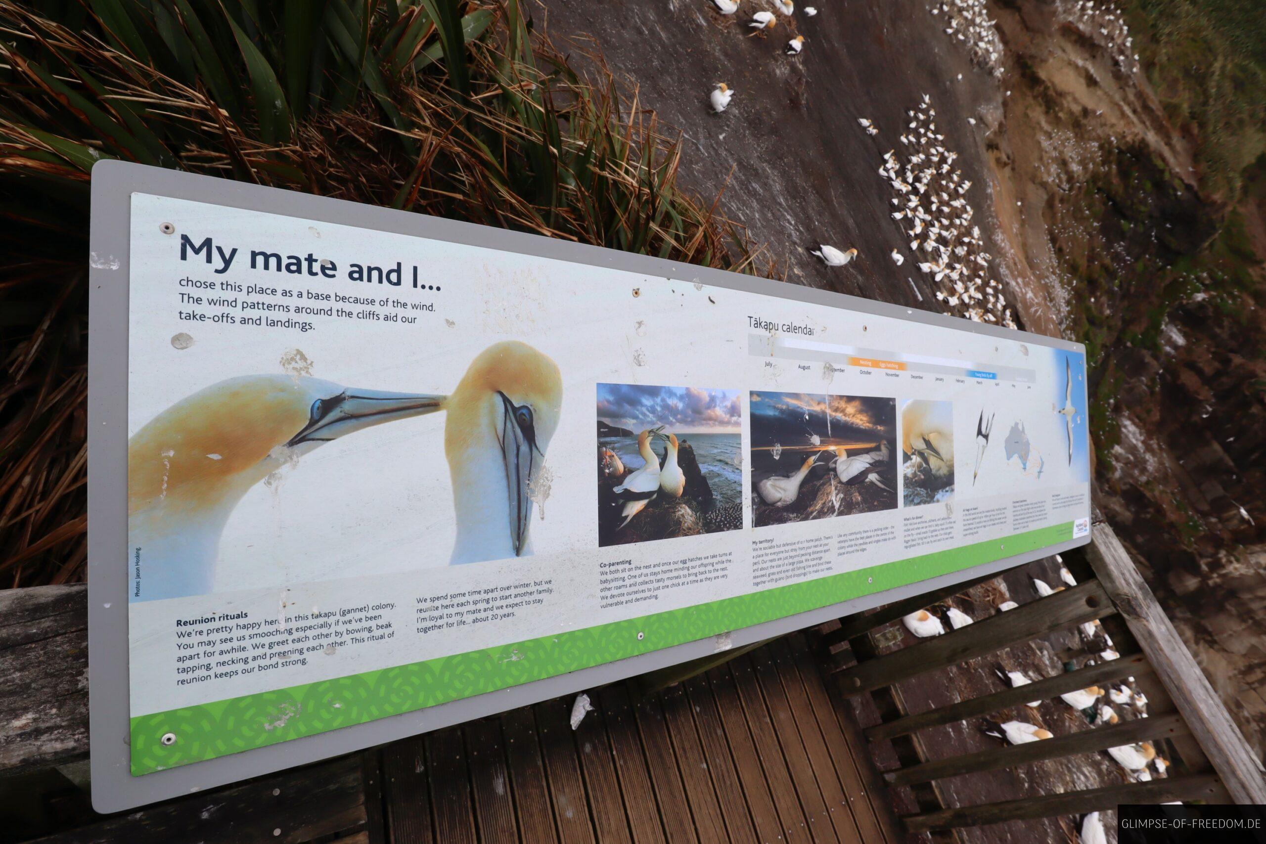 Infotafel zu den Voegeln am Muriwai Beach scaled Infotafel zu den Vögeln am Muriwai Beach