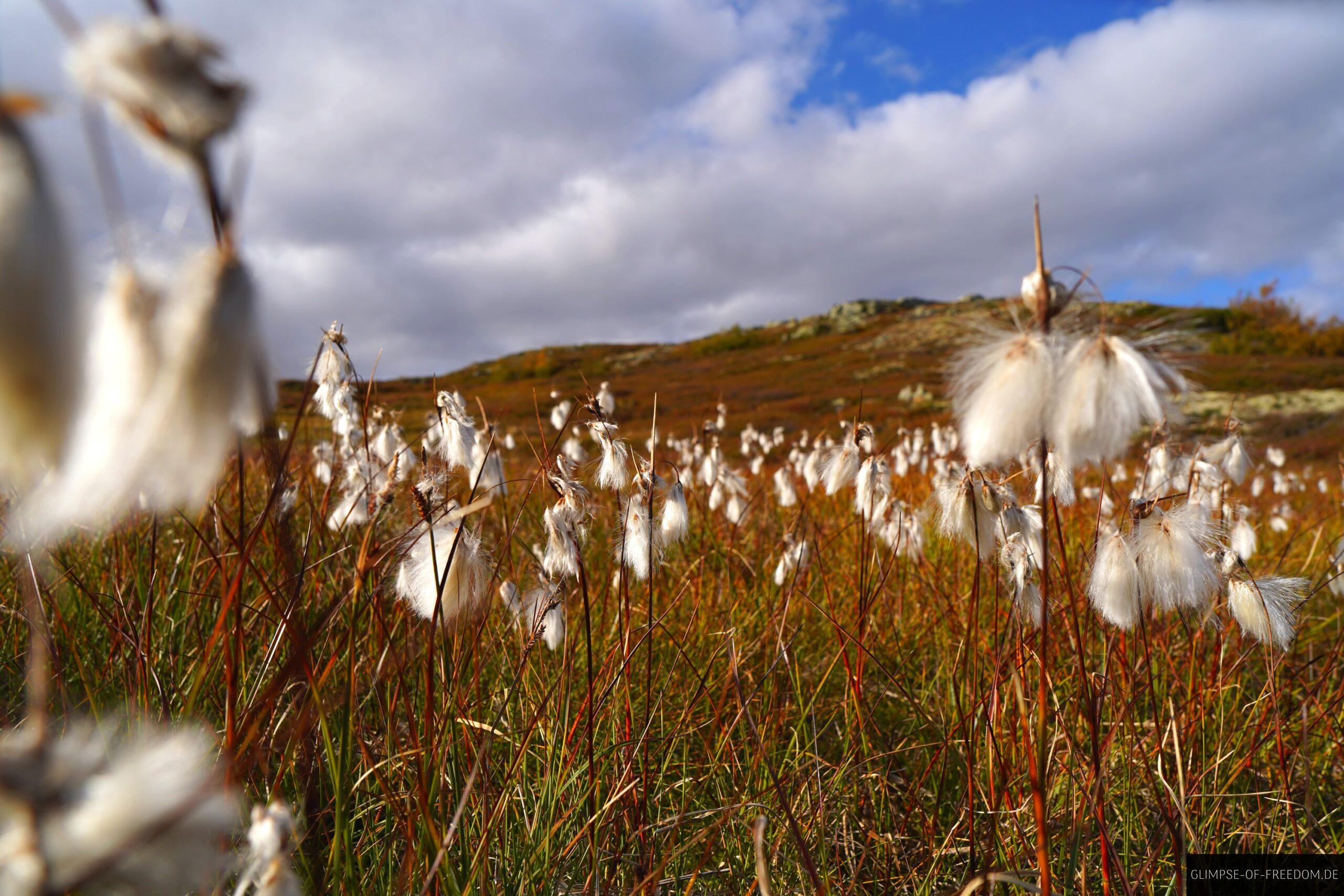 Inmitten der weissen Moorpflanzen scaled Inmitten der weißen Moorpflanzen