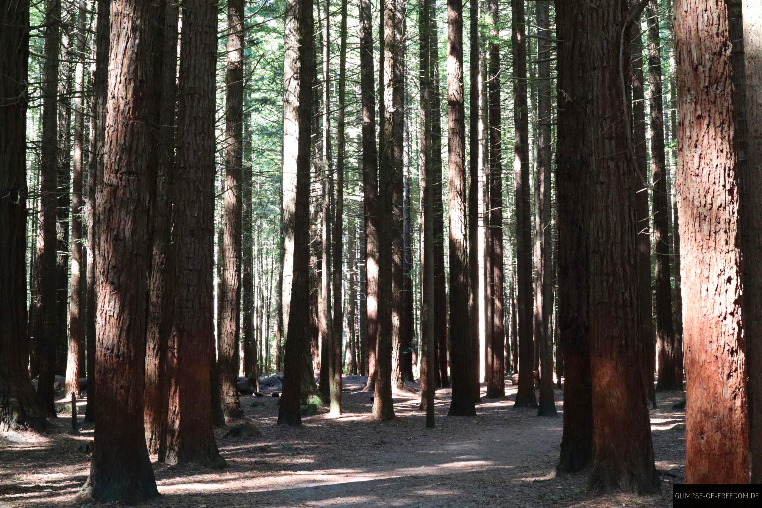 Inmitten des Redwood Forest Neuseeland scaled Inmitten des Redwood Forest Neuseeland