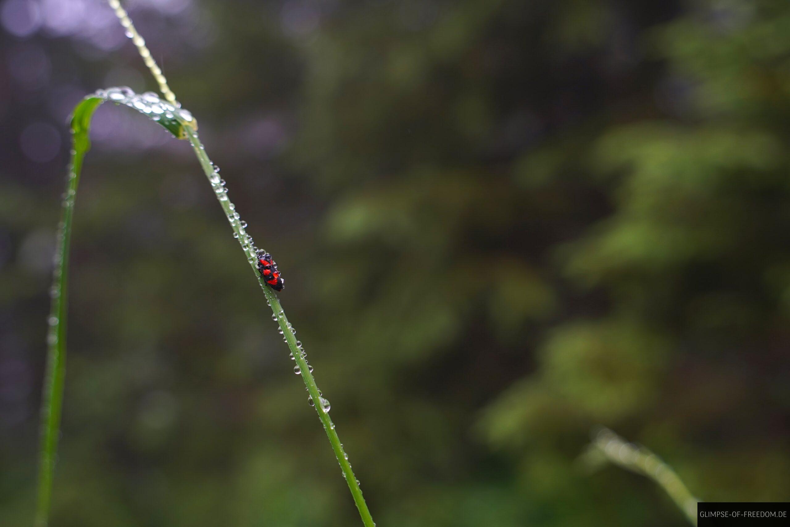 Insekt im Regen scaled Insekt im Regen