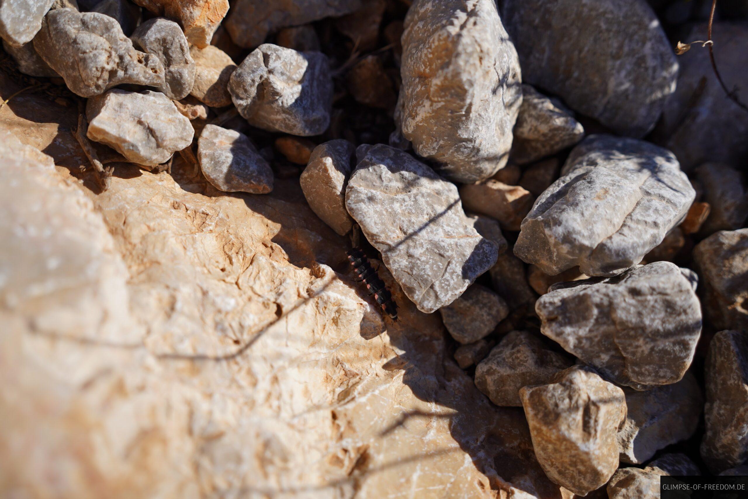 Insekt in den mallorquinischen Bergen scaled Insekt in den mallorquinischen Bergen