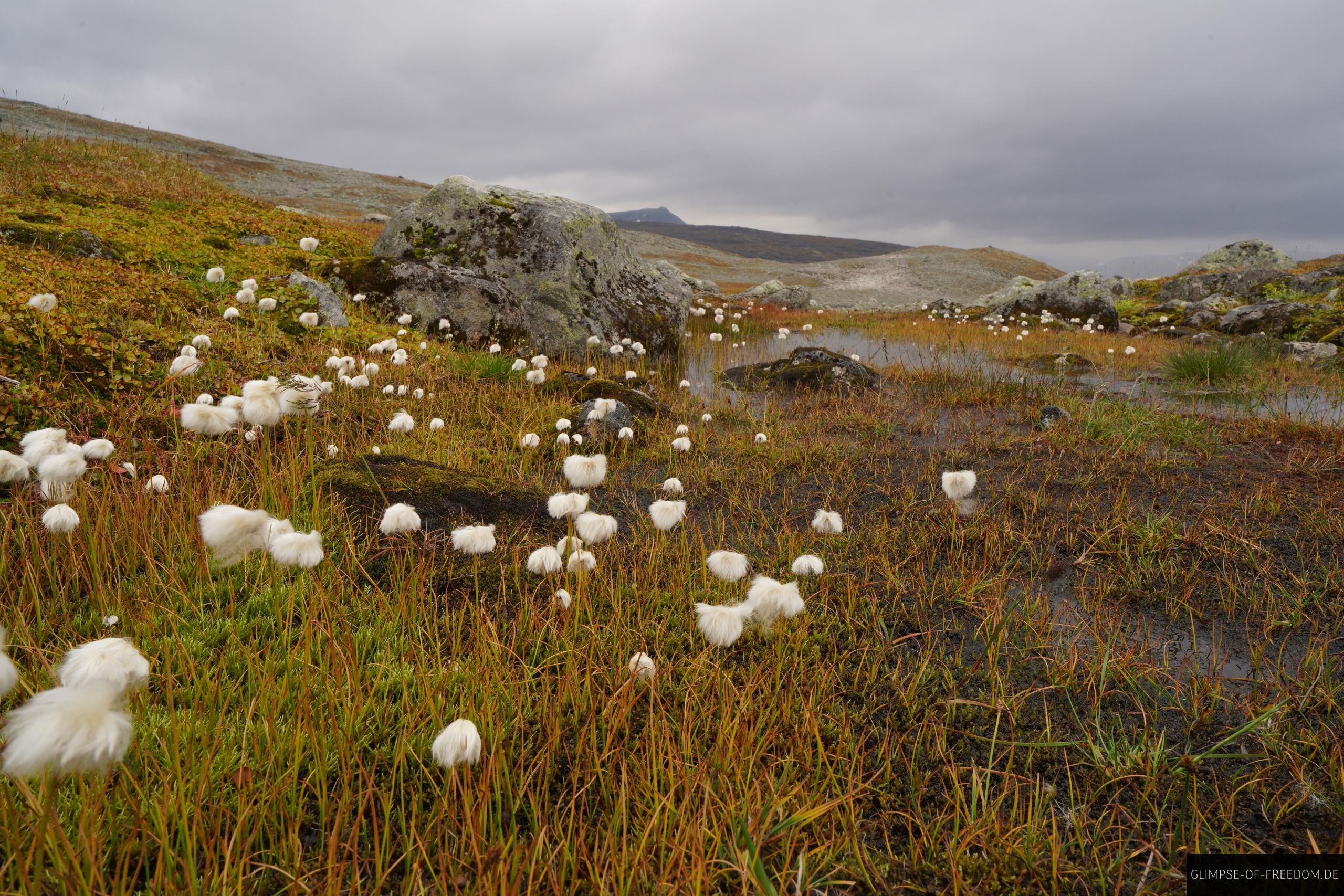 Interessante Pflanzen an der Aurlandsfjellet Route Interessante Pflanzen an der Aurlandsfjellet Route