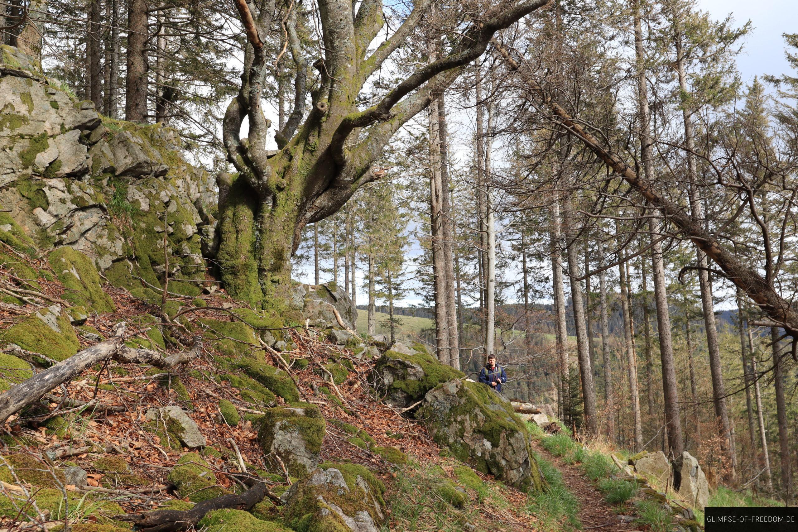 Jaegerpfad auf dem Rueckweg scaled Jaegerpfad auf dem Rueckweg