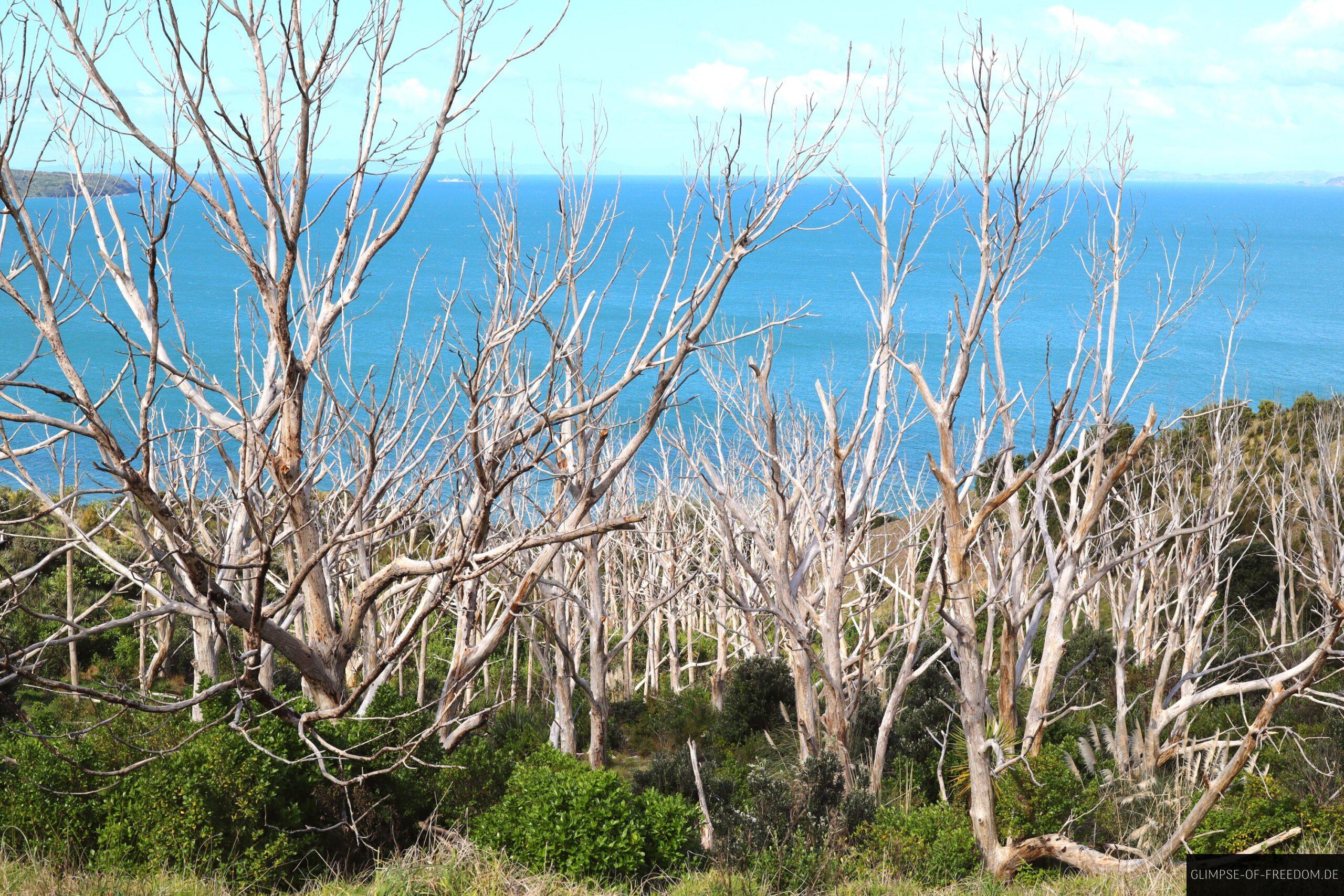 Kahle Baeume im Shakespeare Regional Park scaled Kahle Bäume im Shakespeare Regional Park