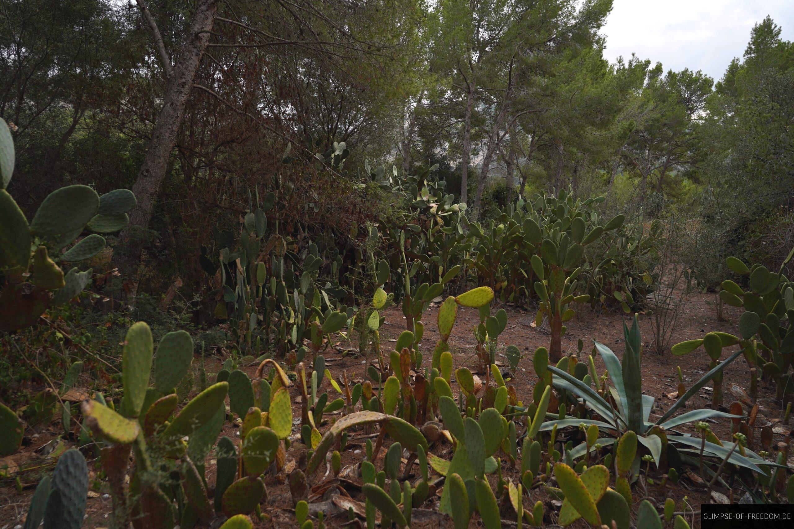 Kakteen auf dem Weg nach Sant elm scaled Kakteen auf dem Weg nach Sant elm