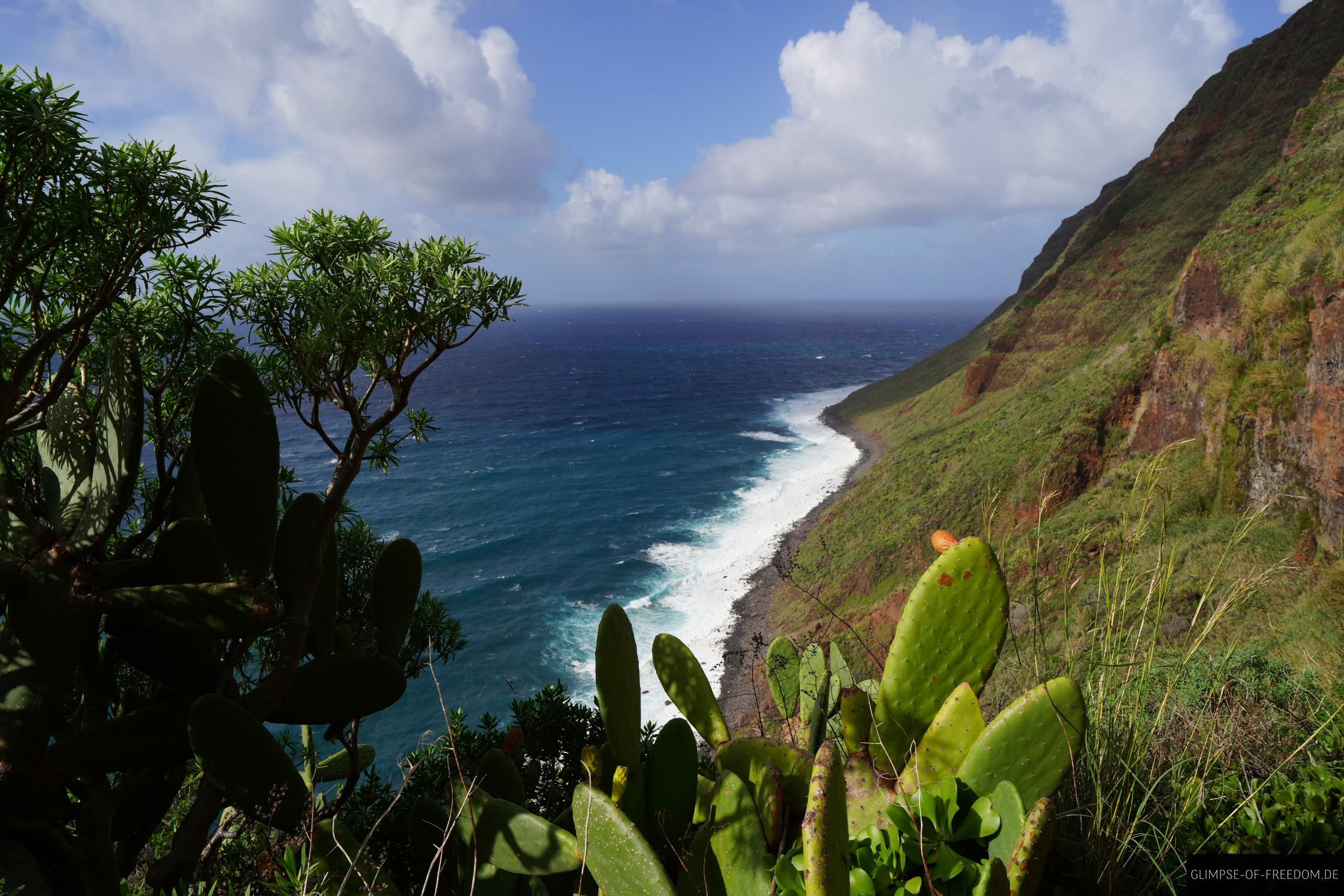 Kakteen und Sträucher der Madeira Westküste