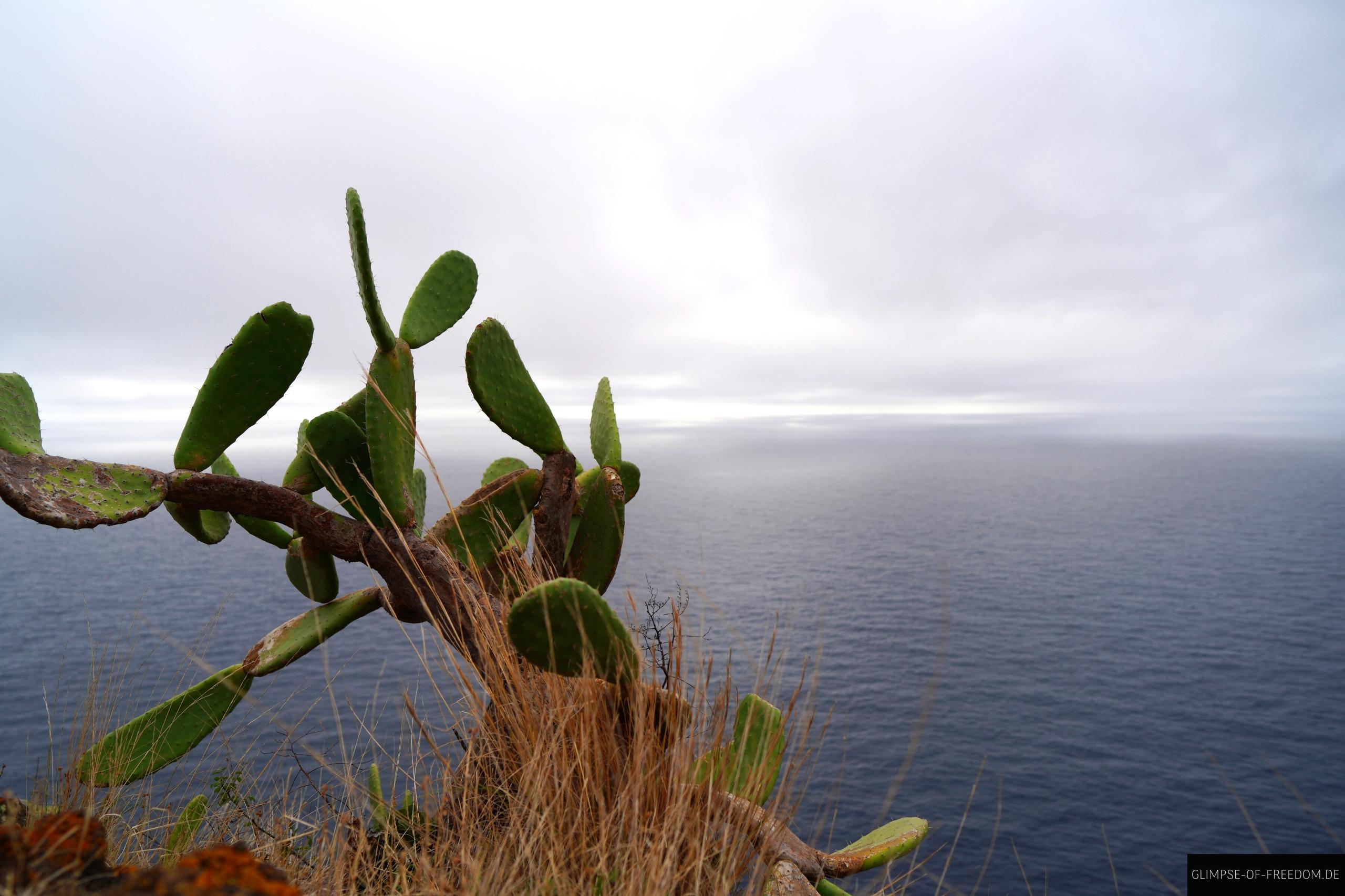 Kaktus auf dem Aussichtsfelsen am Cristo Rei Madeira Kaktus auf dem Aussichtsfelsen am Cristo Rei Madeira