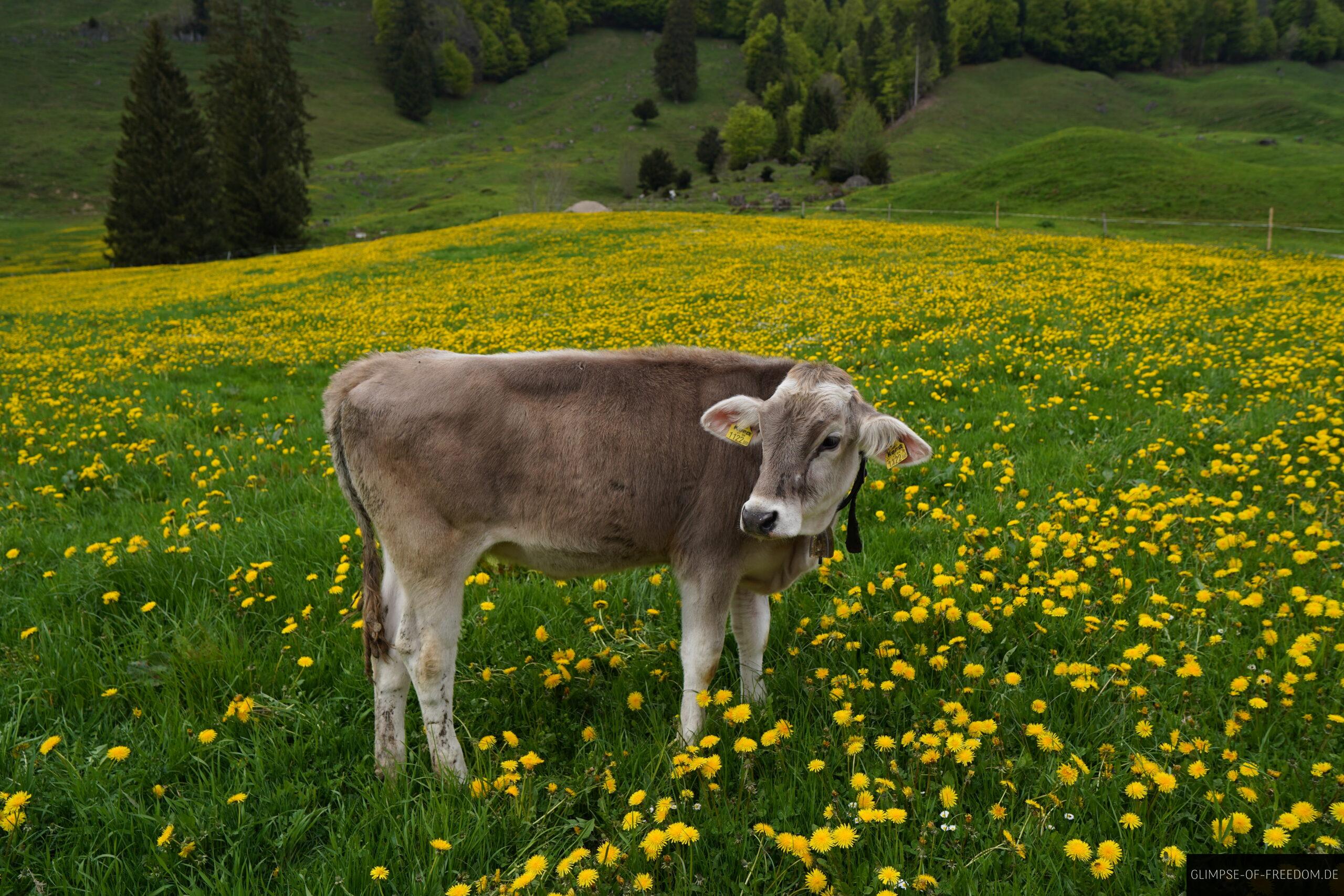 Kalb auf friedlicher Blumenwiese scaled Kalb auf friedlicher Blumenwiese