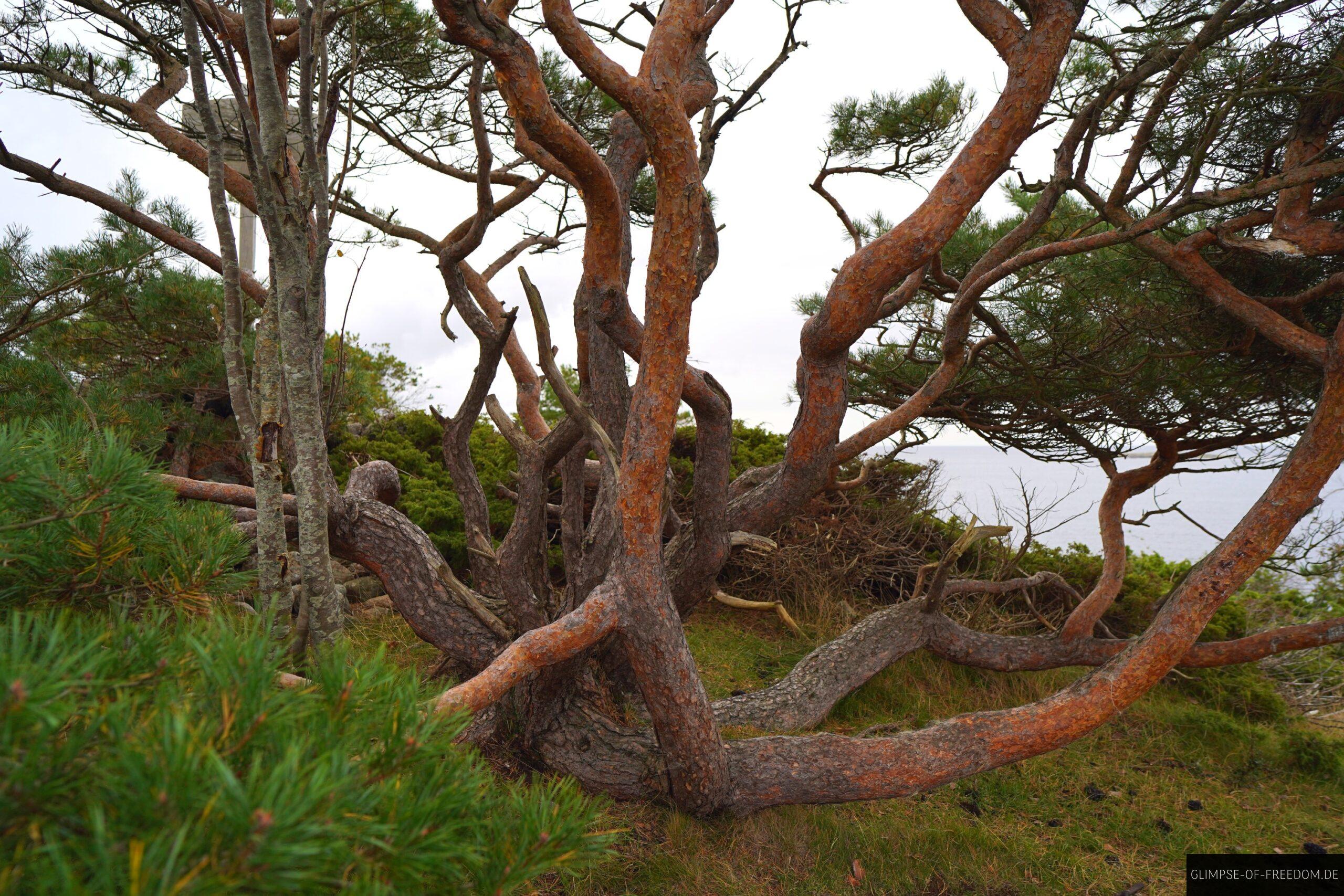 Kalvehageneset Naturwelt scaled Kalvehageneset Naturwelt