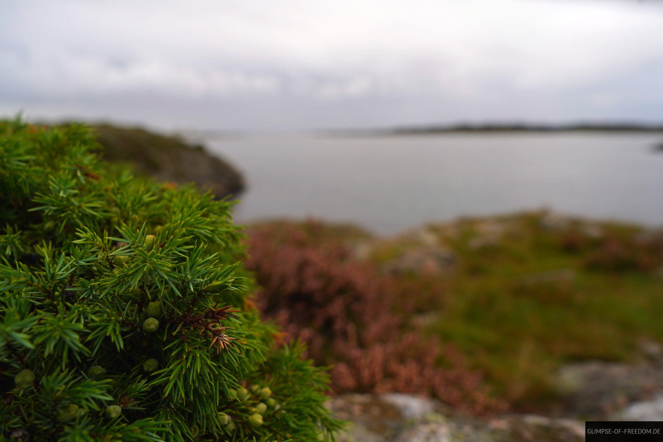 Kalvehageneset Vegetation scaled Kalvehageneset Vegetation