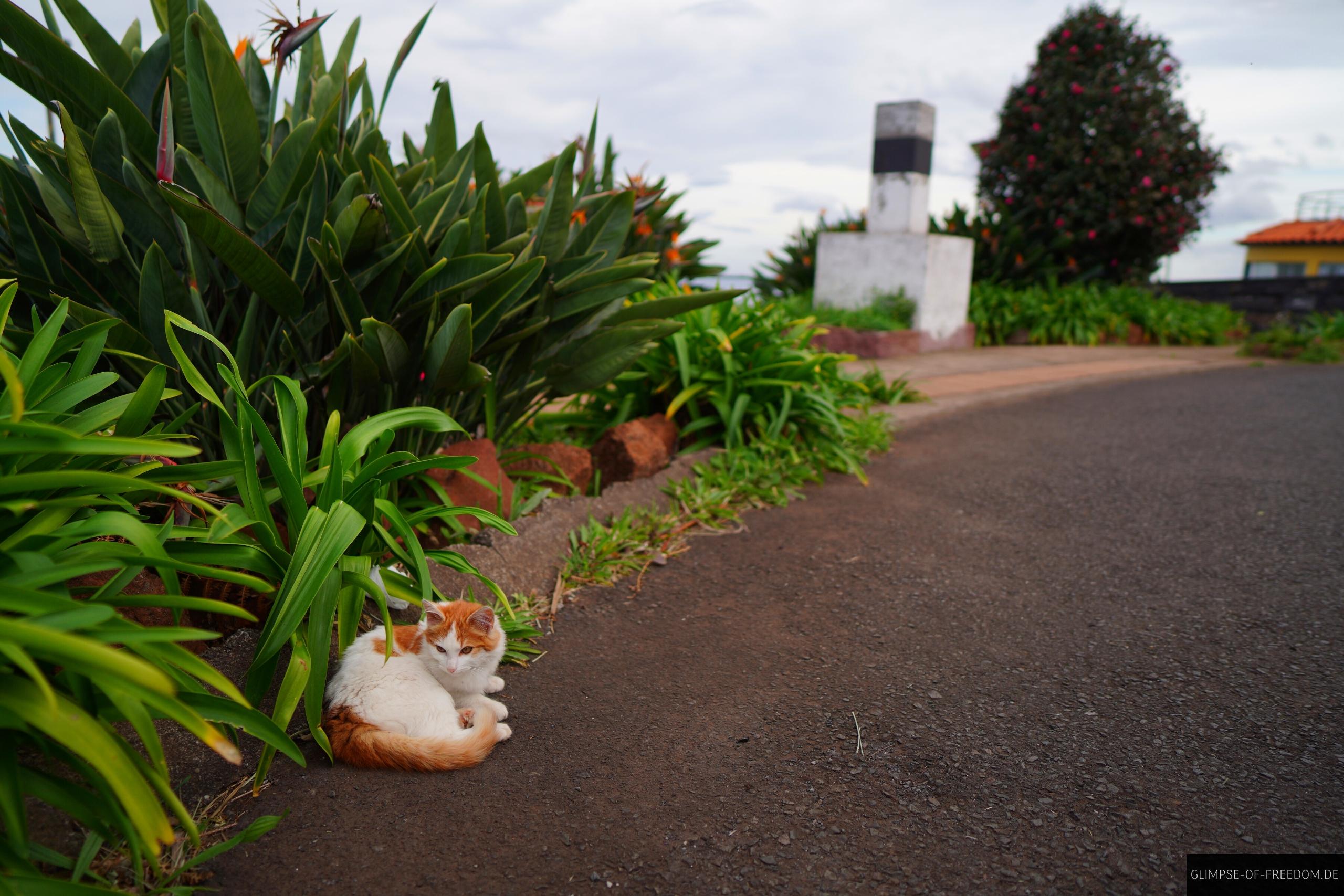 Katze am Vigia Viewpoint Sao Jorge Katze am Vigia Viewpoint Sao Jorge