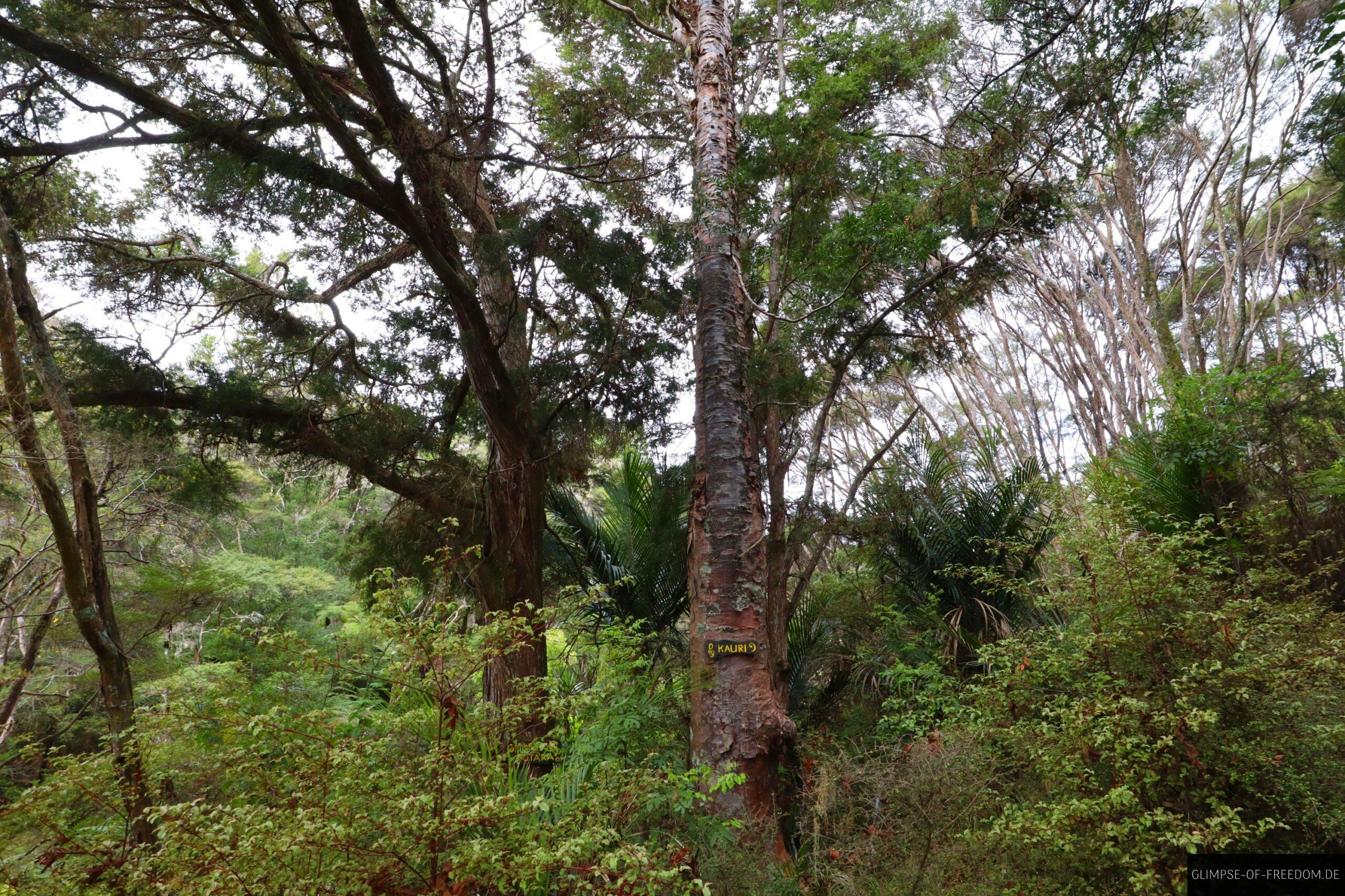 Kauri Baum an den Wairere Boulders scaled Kauri Baum an den Wairere Boulders
