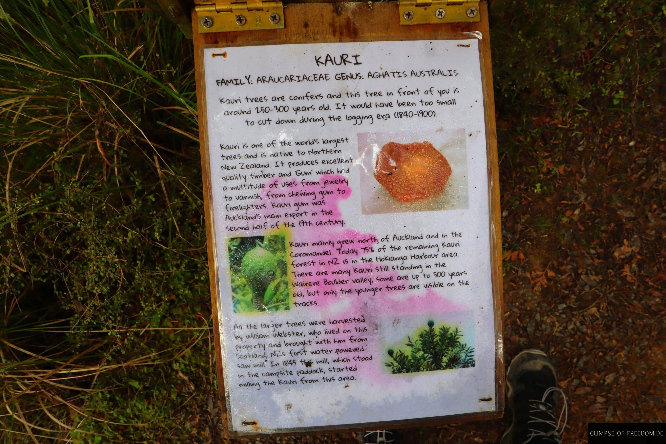 Kauri Informationen scaled Kauri Informationen