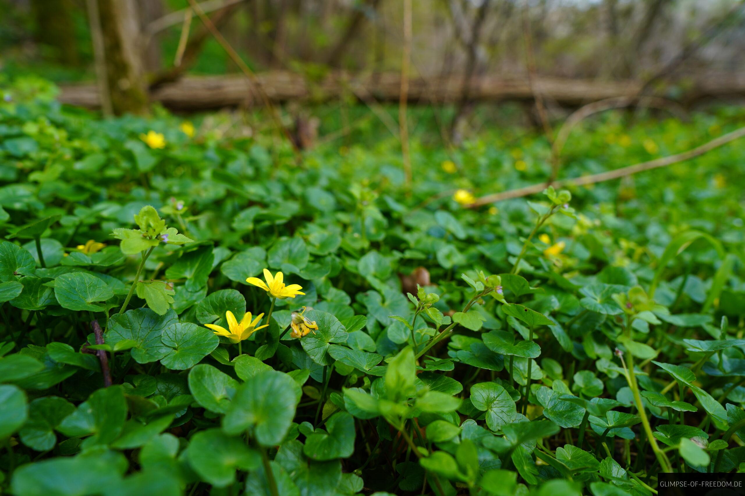 Klee und andere Pflanzen in Hessen scaled Klee und andere Pflanzen in Hessen