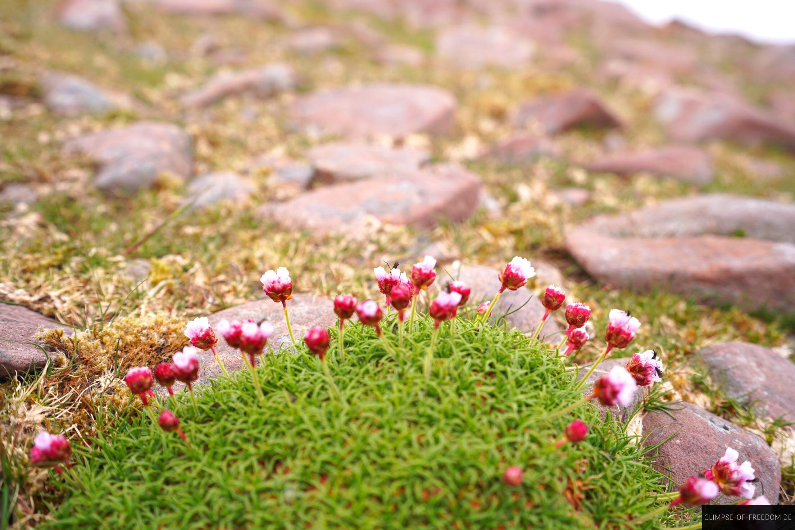 Kleine Bergblumen am Caherconree Mountain scaled Kleine Bergblumen am Caherconree Mountain