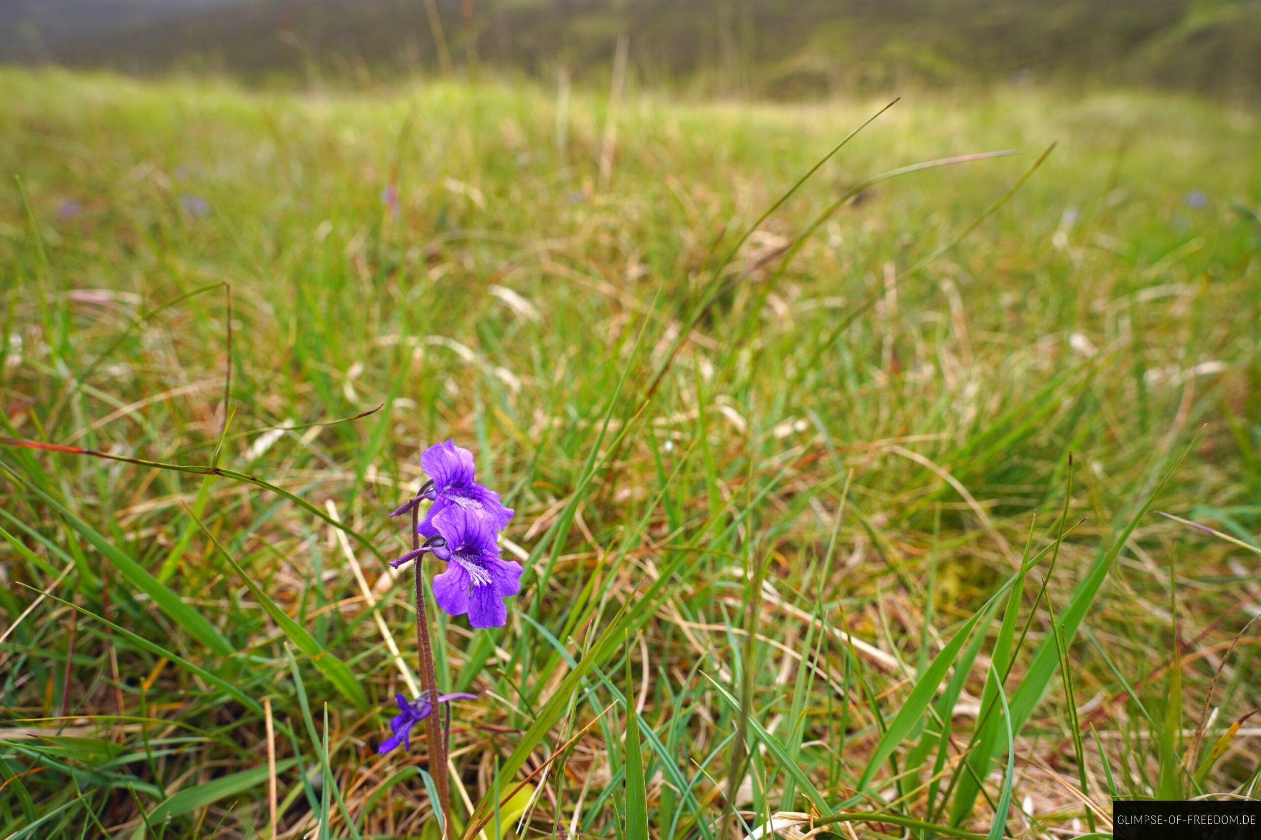 Kleine Berglume am Caherconree scaled Kleine Berglume am Caherconree
