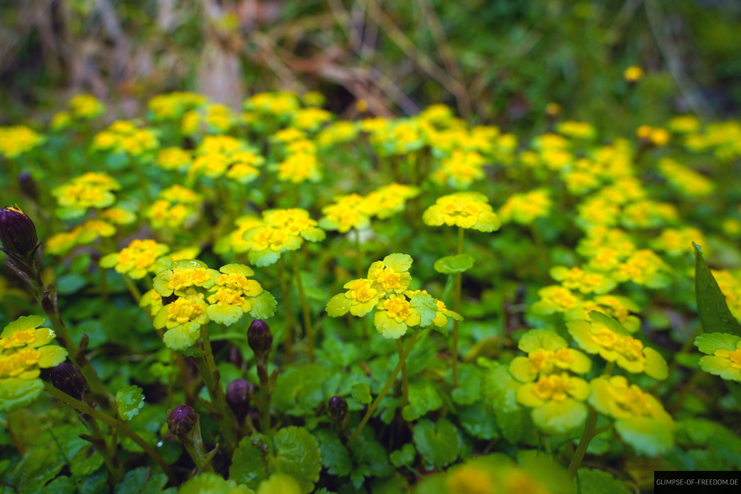 Kleine Bluemchen im Schwarzwald scaled Kleine Blümchen im Schwarzwald