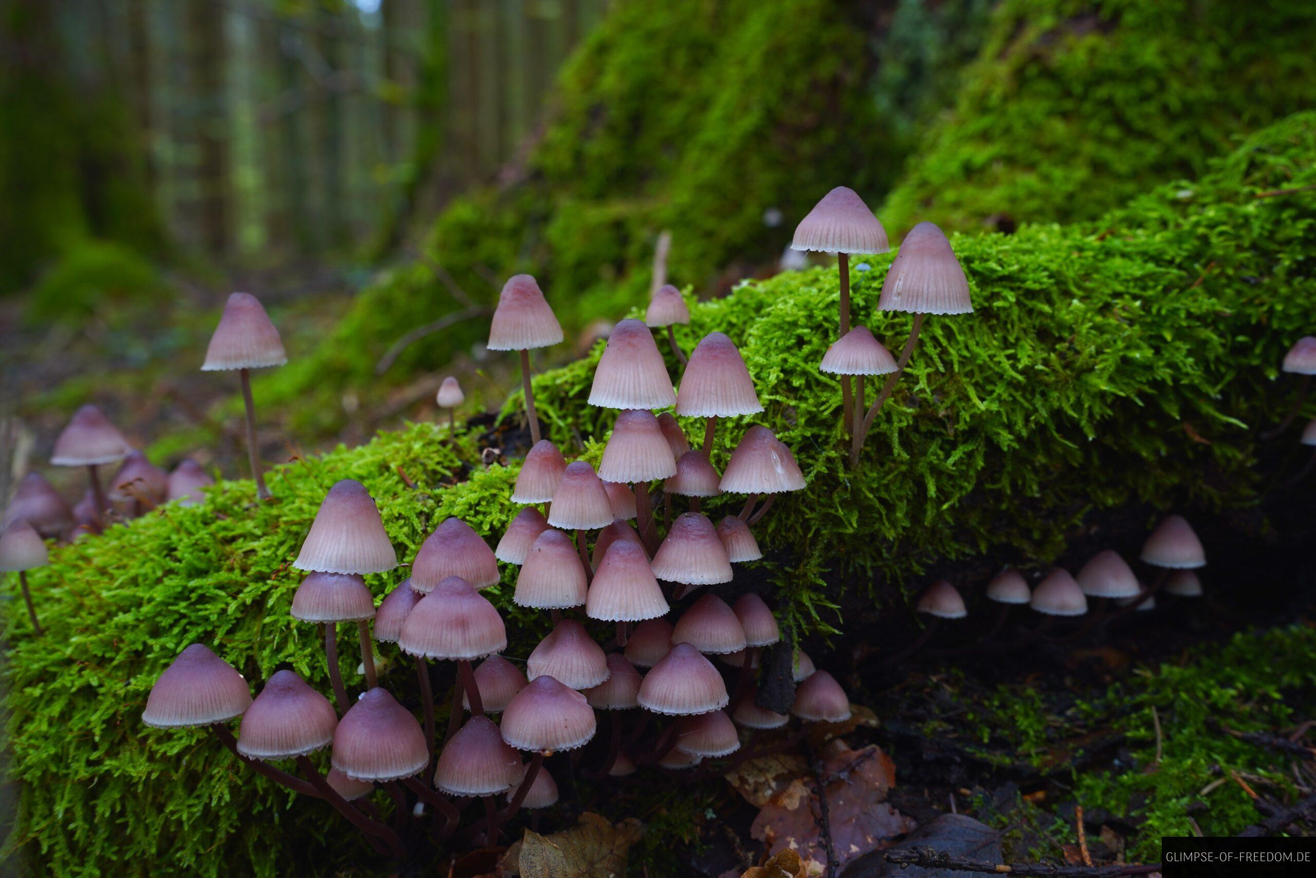 Kleine Pilze am Moosbedeckten Baum scaled Kleine Pilze am Moosbedeckten Baum
