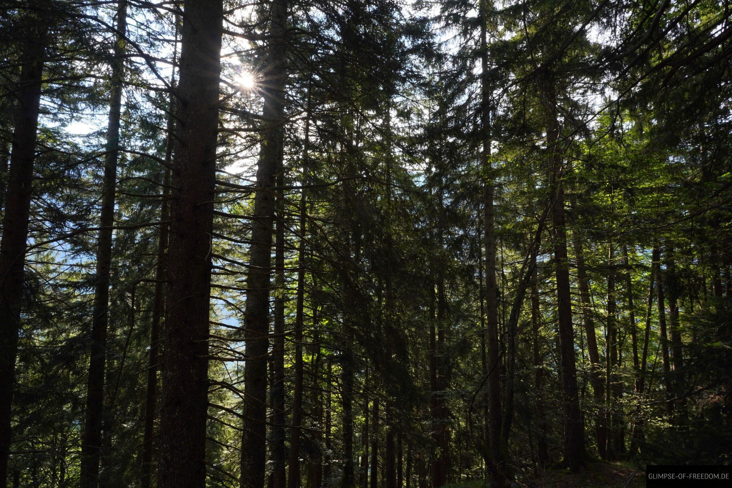 Kleines Waldstueck unterhalb des Guggersees scaled Kleines Waldstück unterhalb des Guggersees