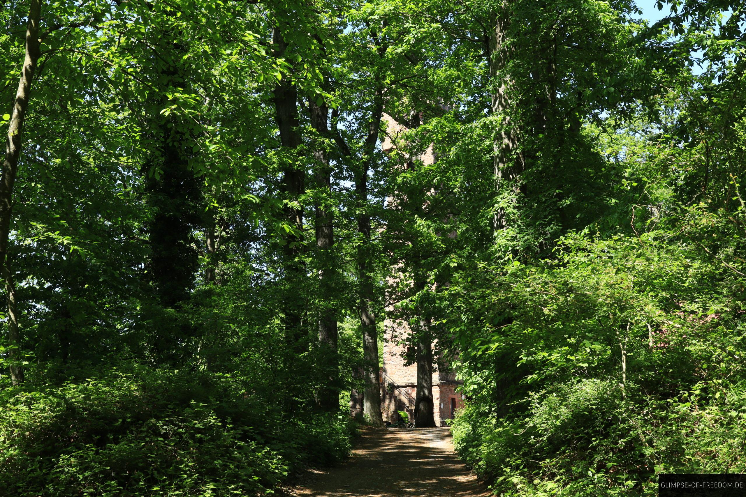 Klingenbergturm inmitten der Natur scaled Klingenbergturm inmitten der Natur
