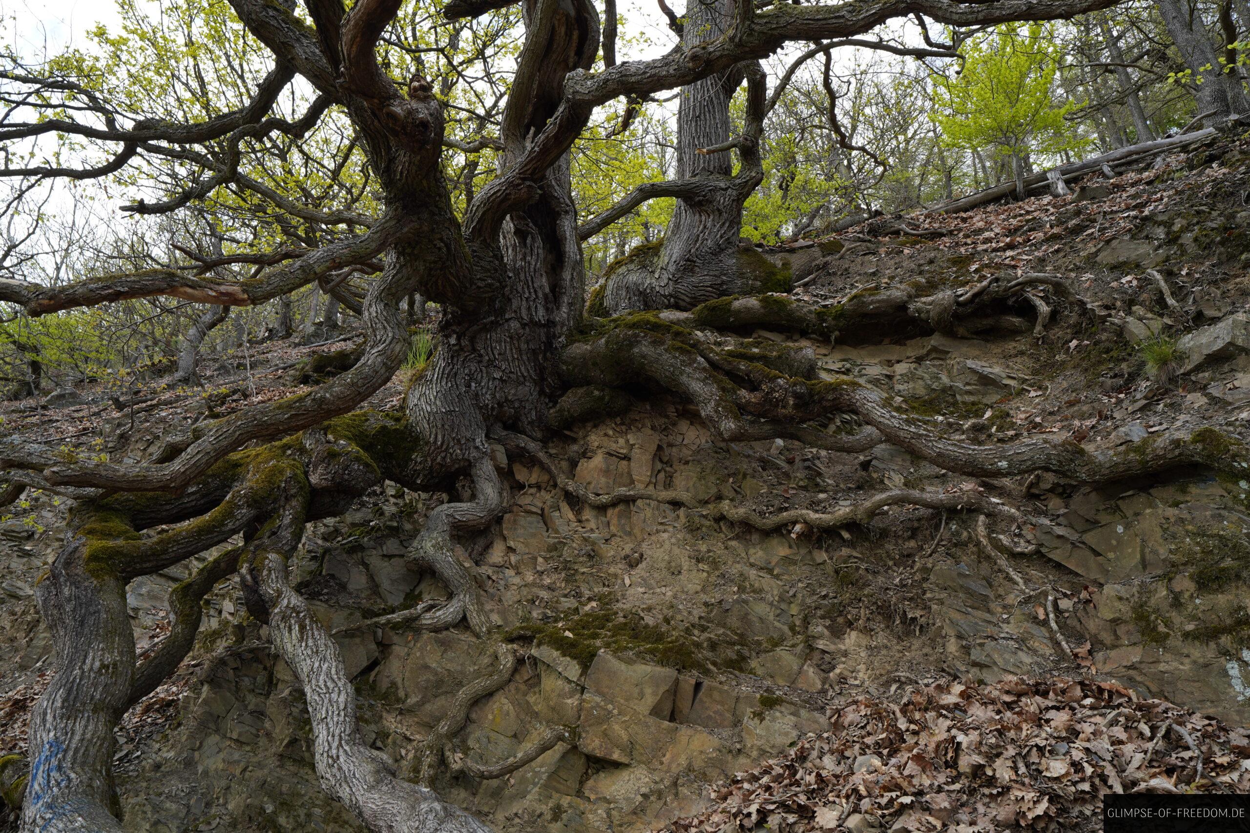 Knorreiche scaled Knorreiche