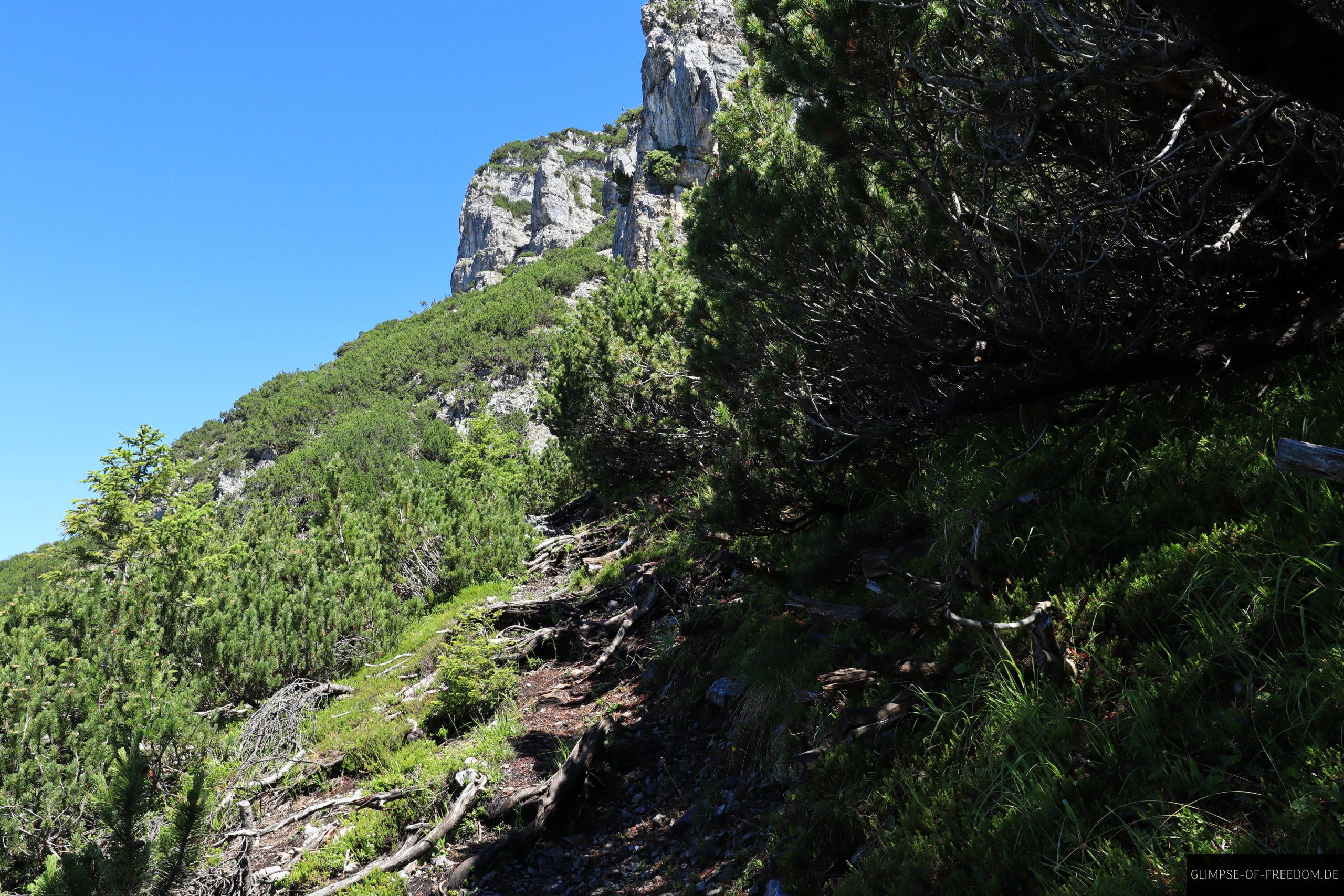 Kohlbergspitze Wanderweg ueber Wurzeln scaled Kohlbergspitze Wanderweg ueber Wurzeln