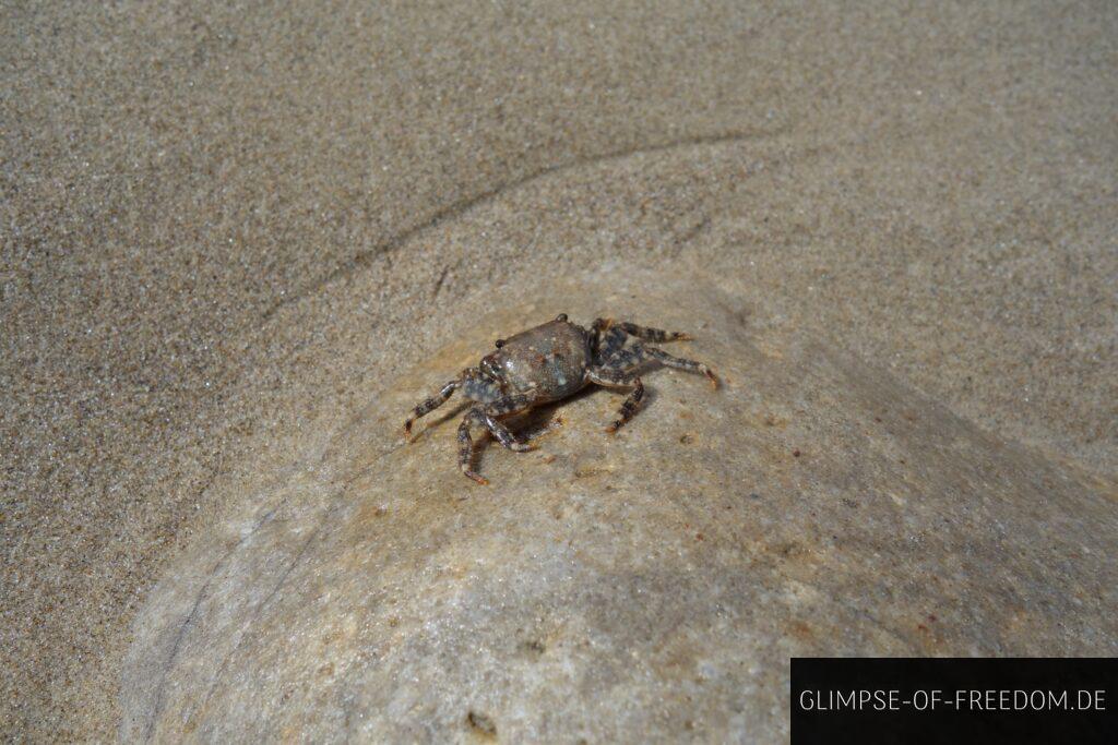 Krabbe am Strand von Cefalù