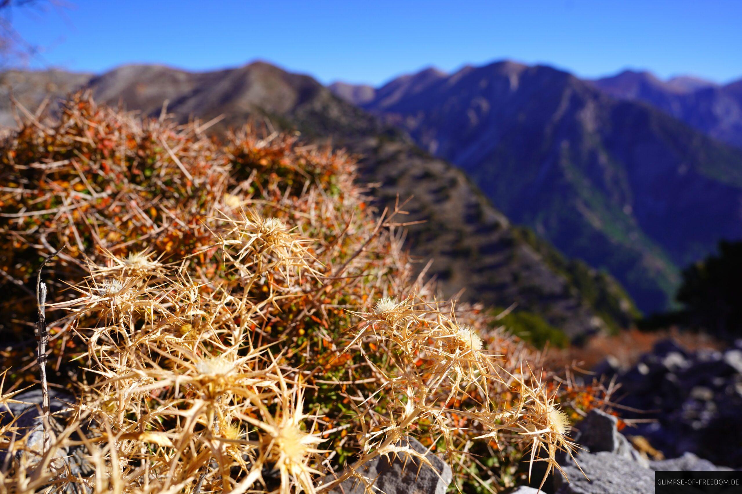 Kretische Bergvegetation scaled Kretische Bergvegetation