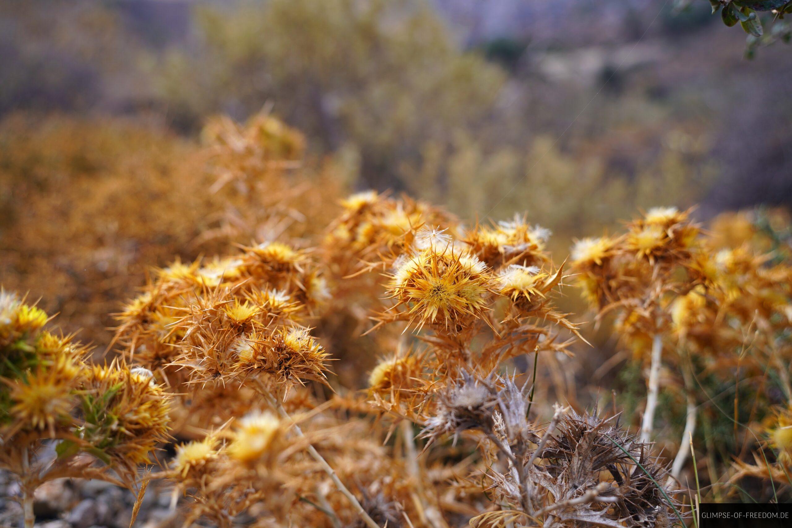 Kretische Trockene Pflanzenwelt scaled Kretische Trockene Pflanzenwelt