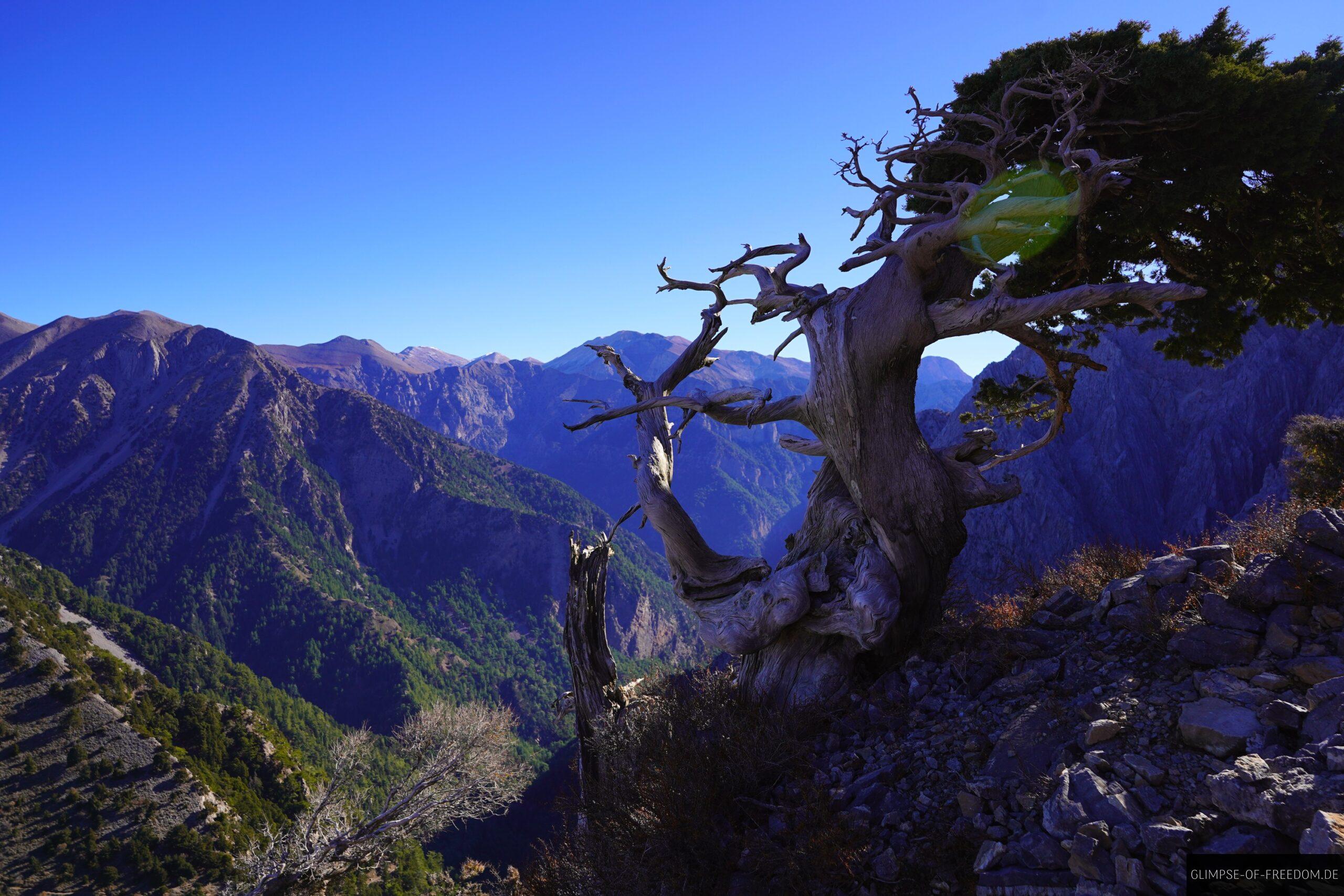 Kretische Vegetation auf den Bergen des Omalos Plateau scaled Kretische Vegetation auf den Bergen des Omalos Plateau