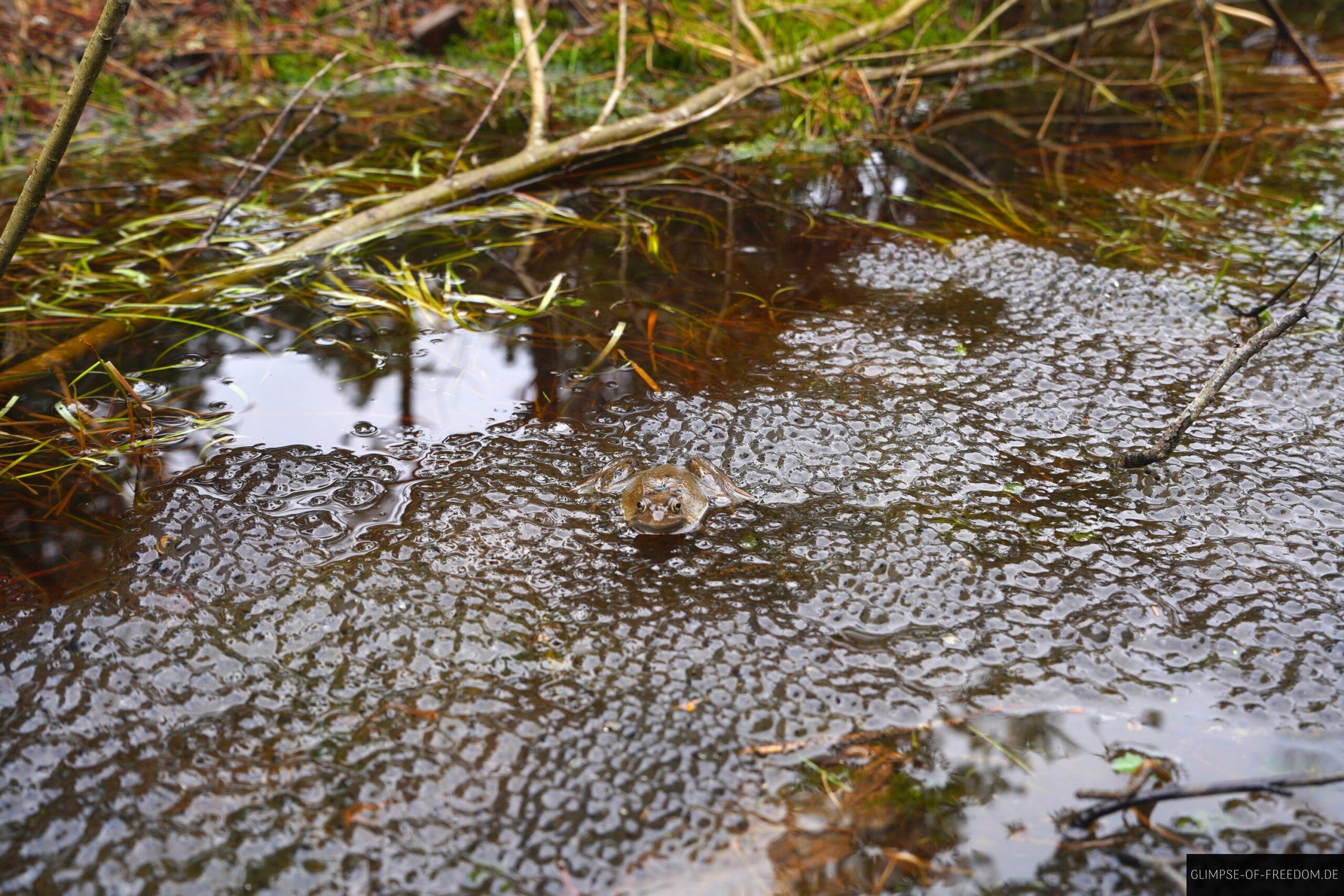 Kroeten Laich Hinterzartener Hochmoor scaled Kröten Laich Hinterzartener Hochmoor