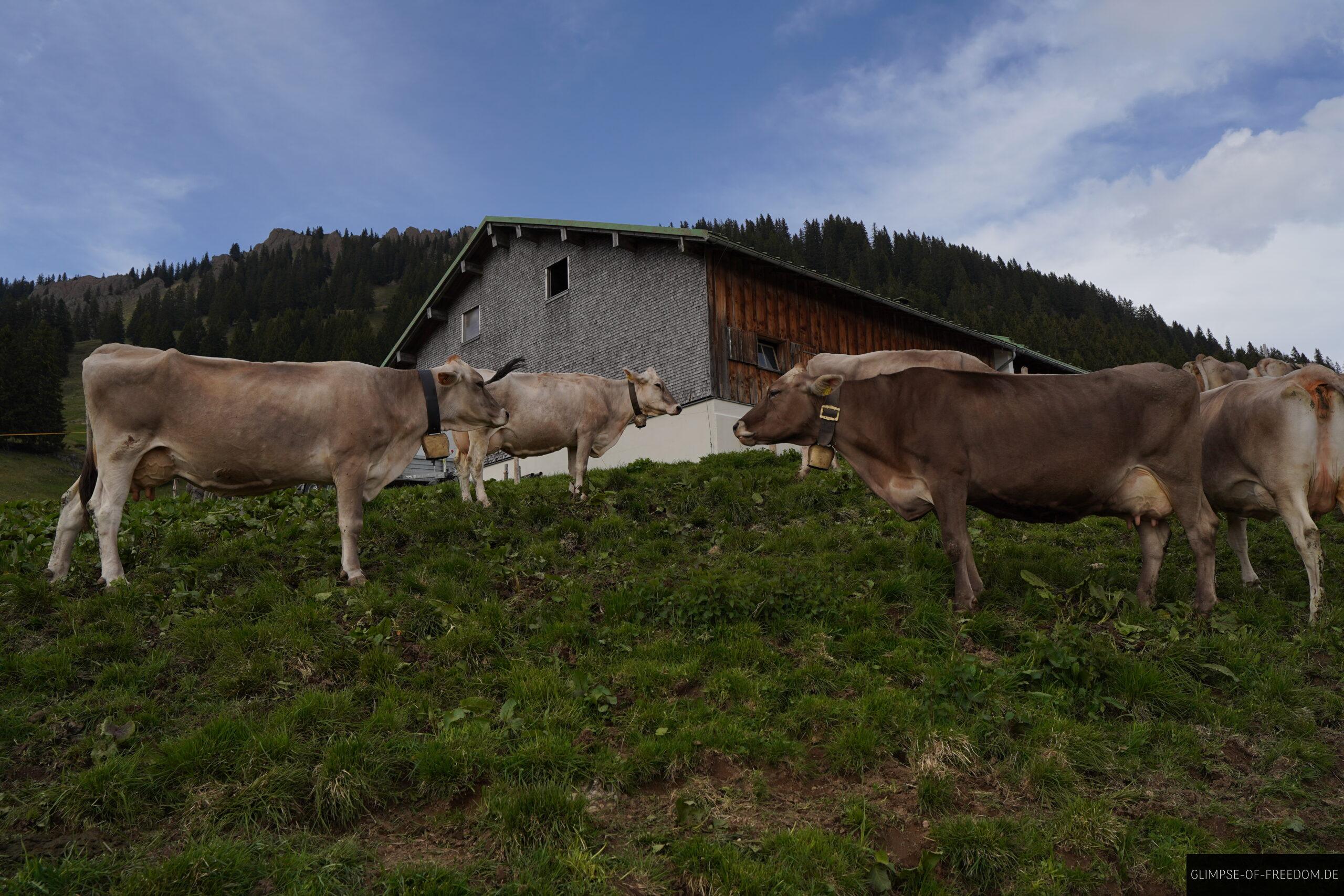 Kuehe auf der Siplinger Kopf Wanderung scaled Kühe auf der Siplinger Kopf Wanderung
