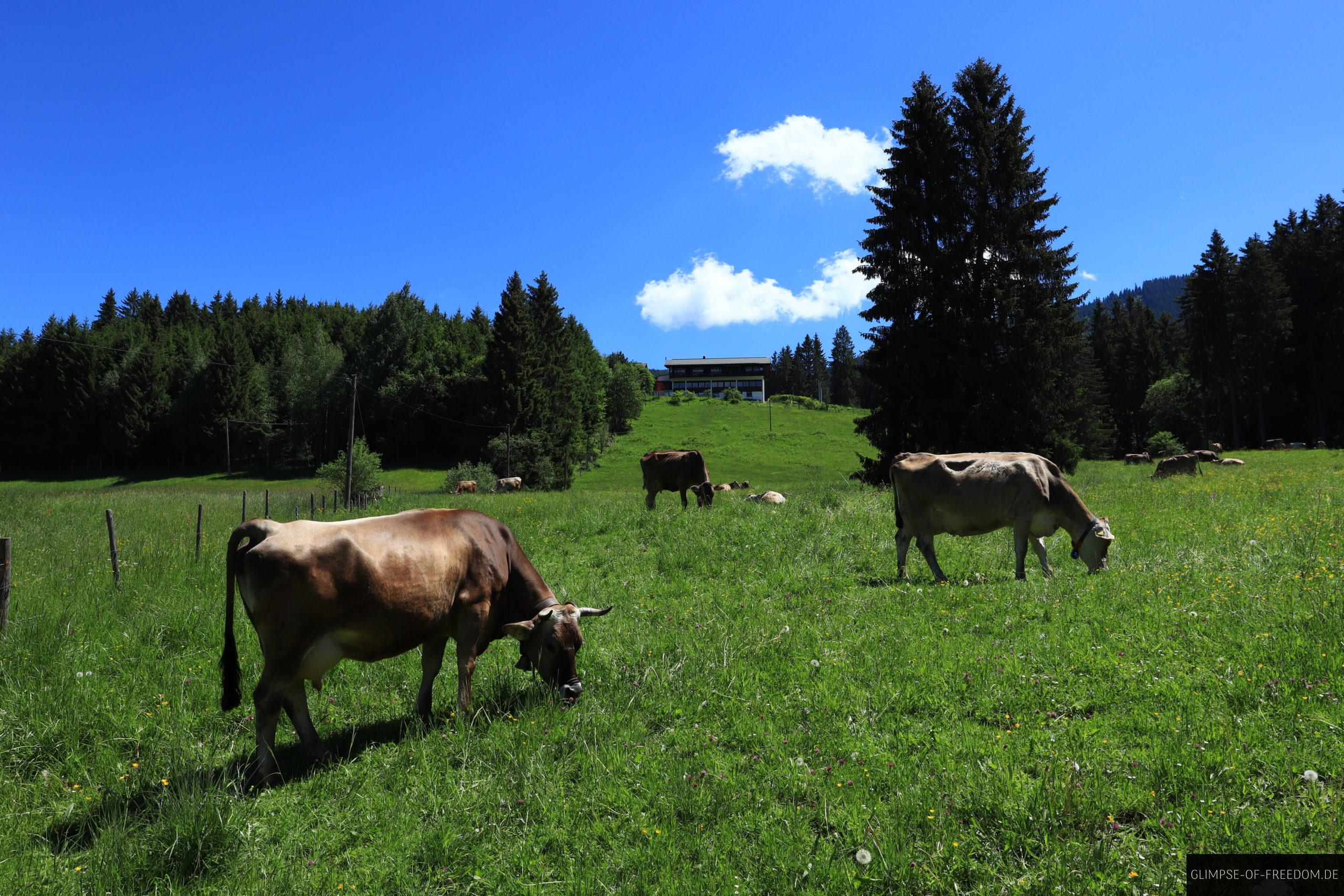 Kühe auf der Weide vor dem Berghotel Sonnenklause