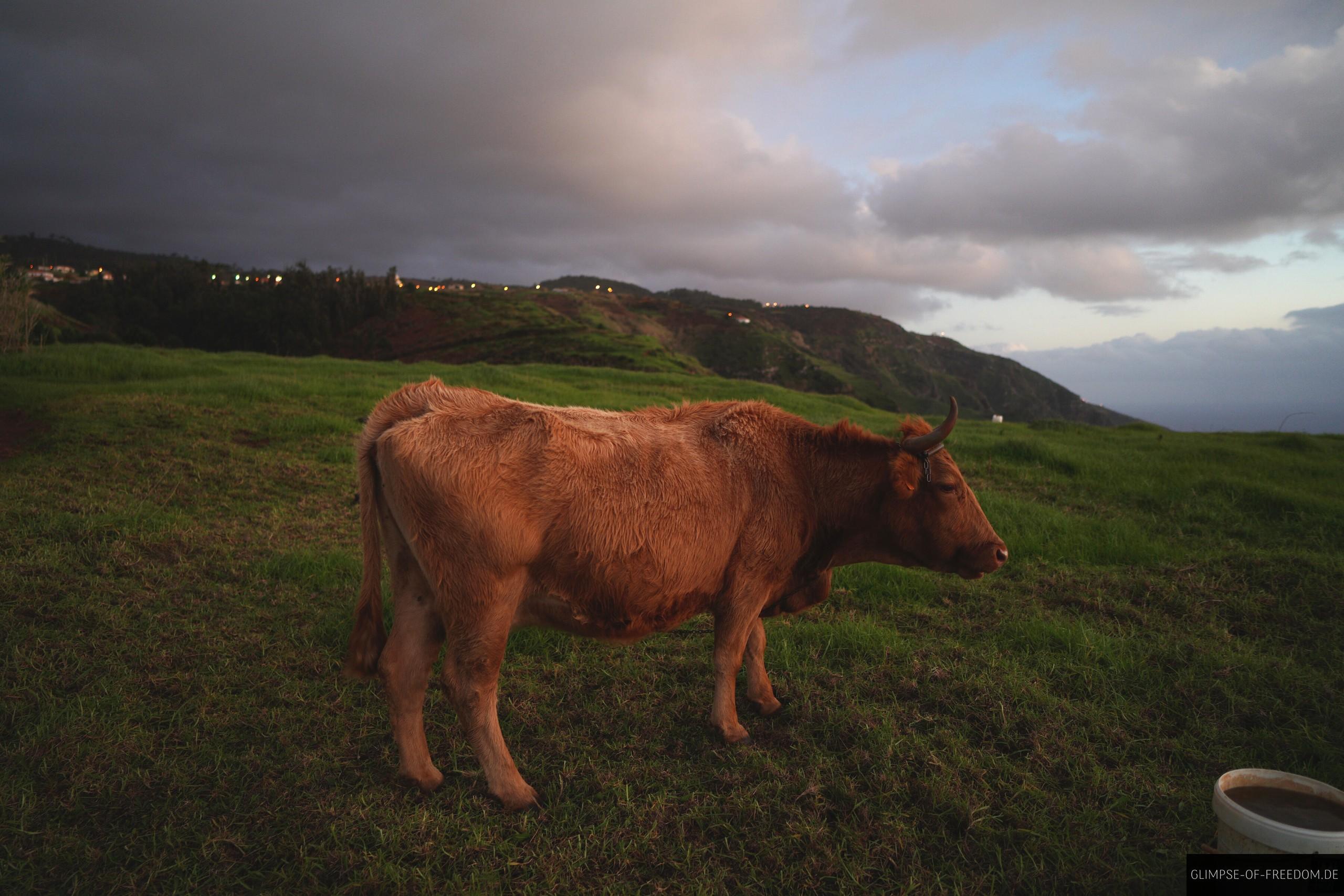 Kühe weiden am Aussichtspunkt der Madeira Küste